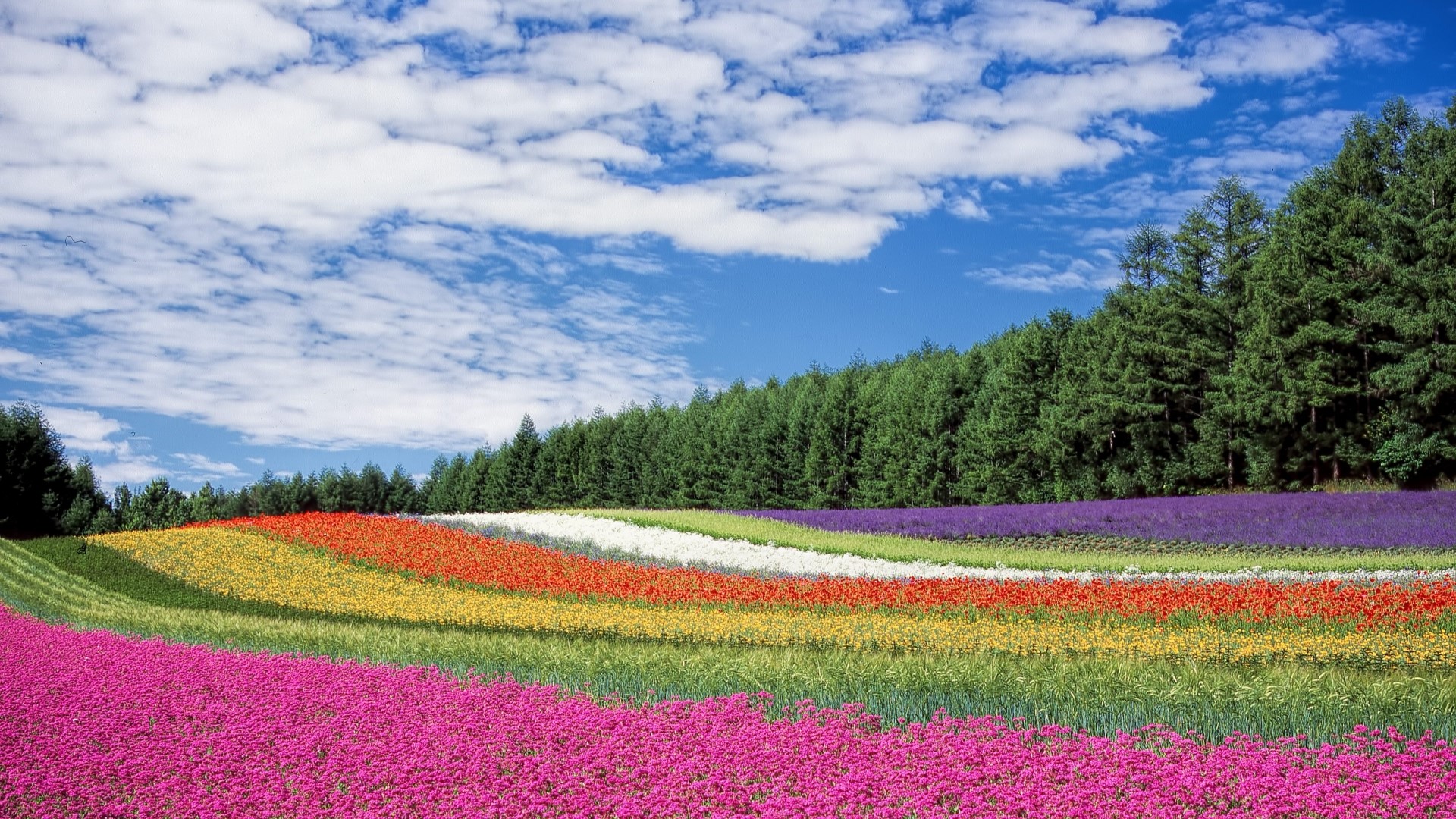 Colorful flower fields in Hokkaido, Japan HD Wallpaper