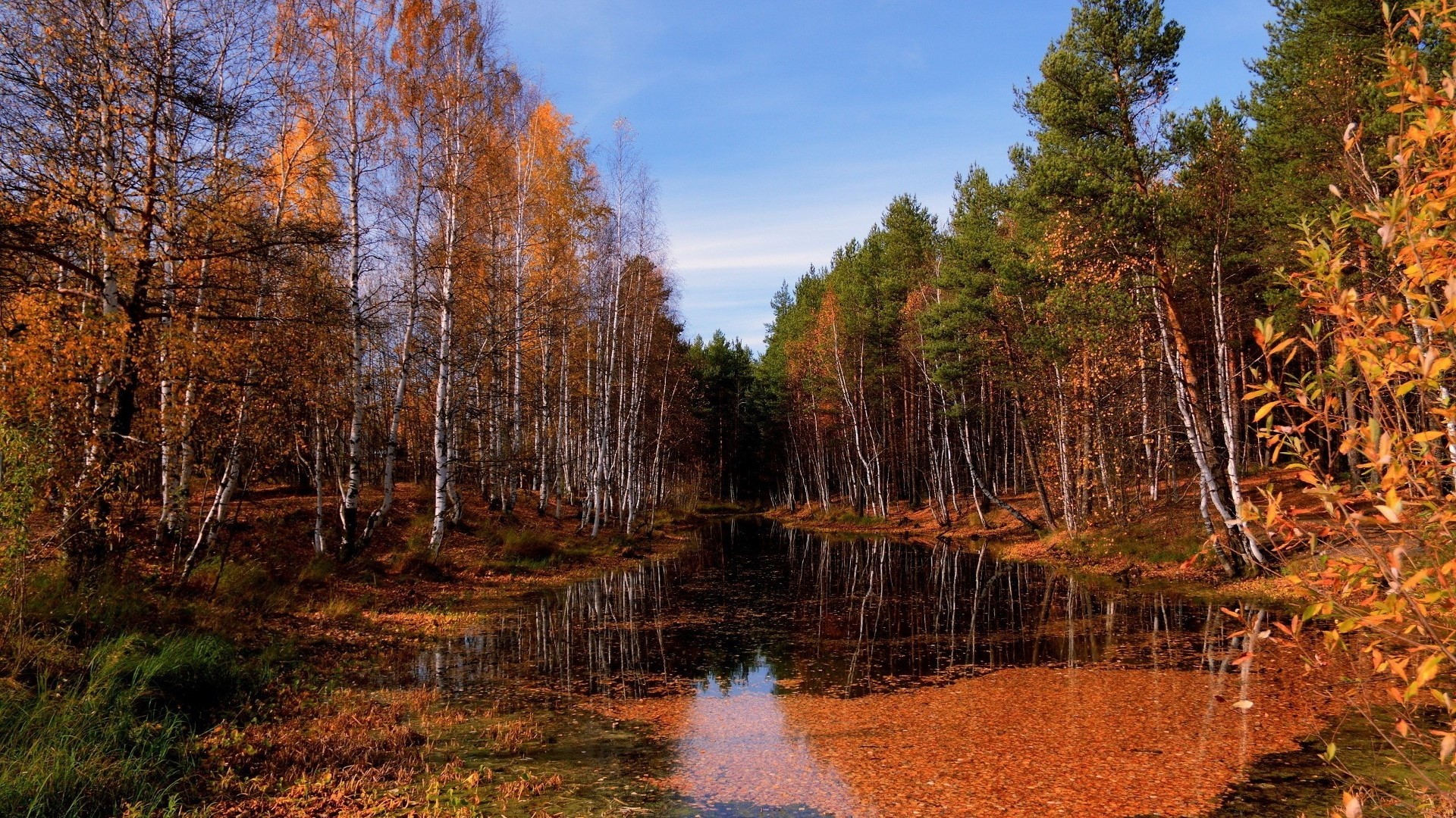 Autumn forest reflecting in a pond HD Wallpaper