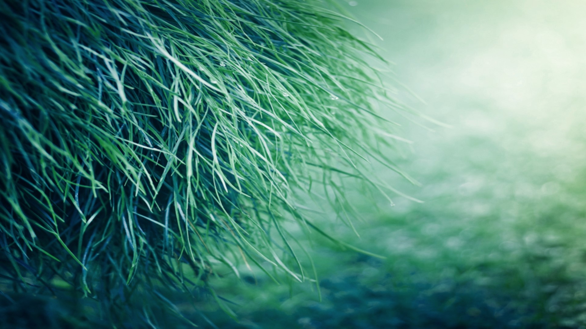 Close-up of green grass with water droplets HD Wallpaper