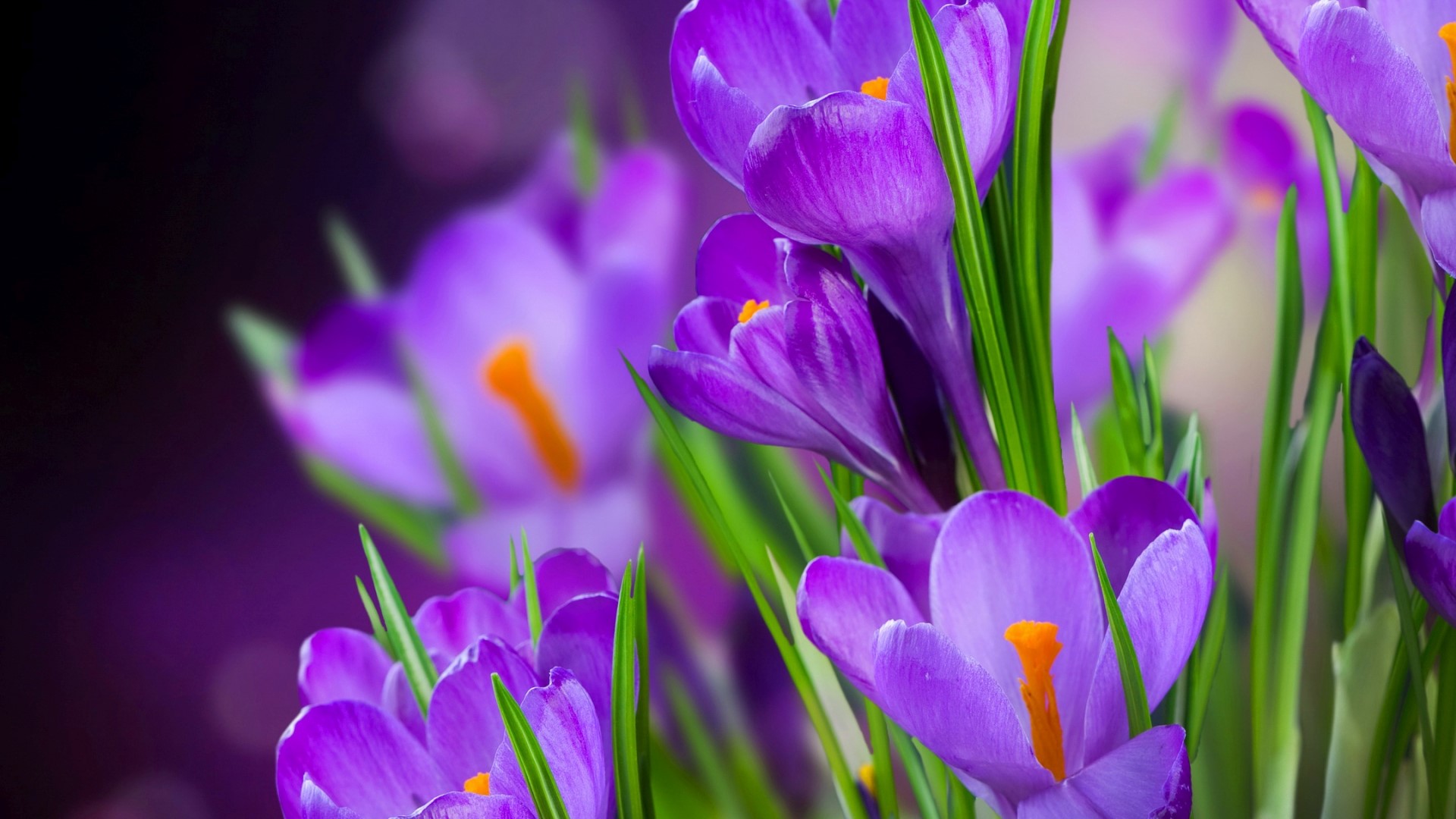 Purple Crocuses with Green Stems HD Wallpaper