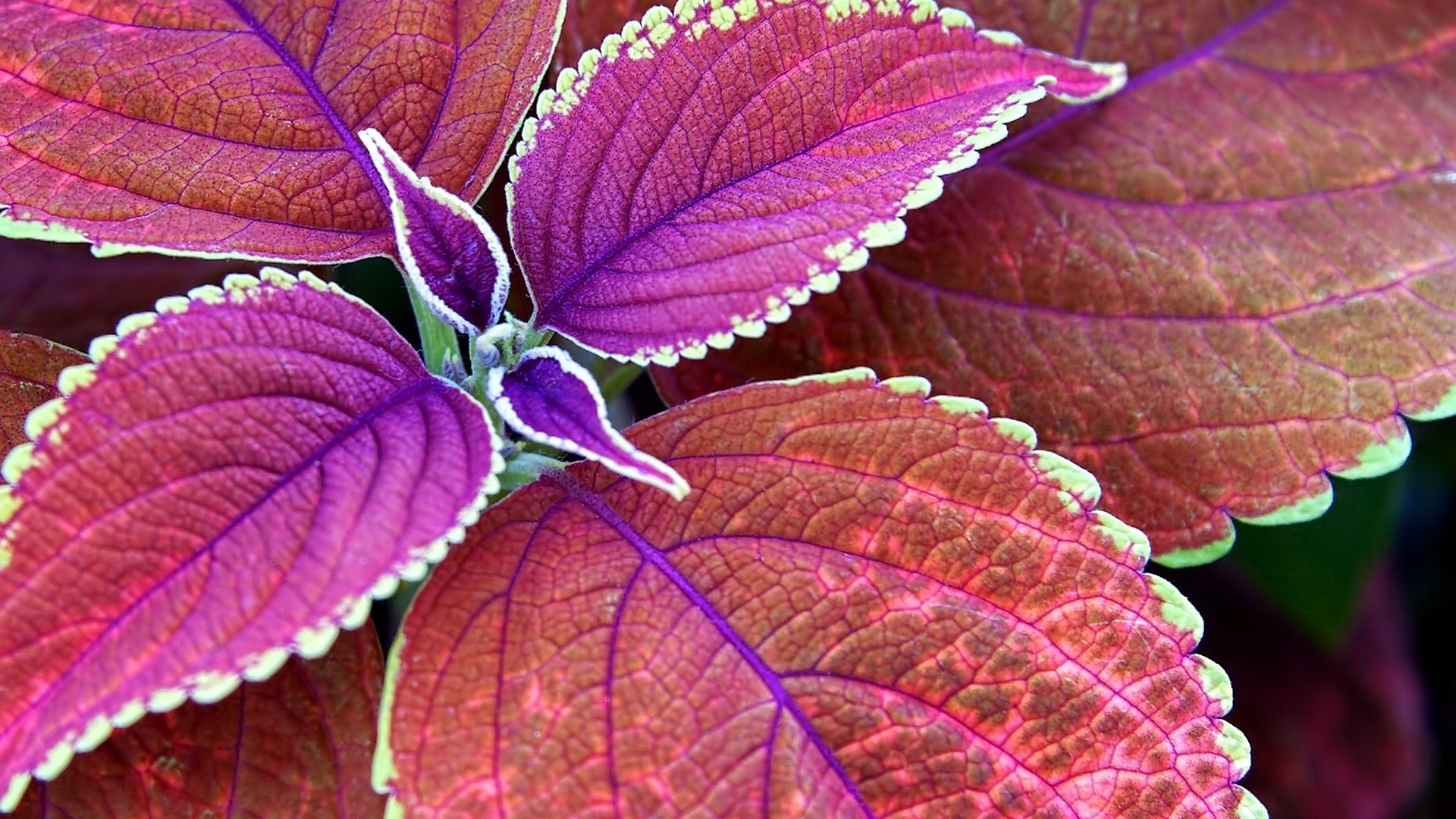 Close up of vibrant purple and red coleus leaves HD Wallpaper