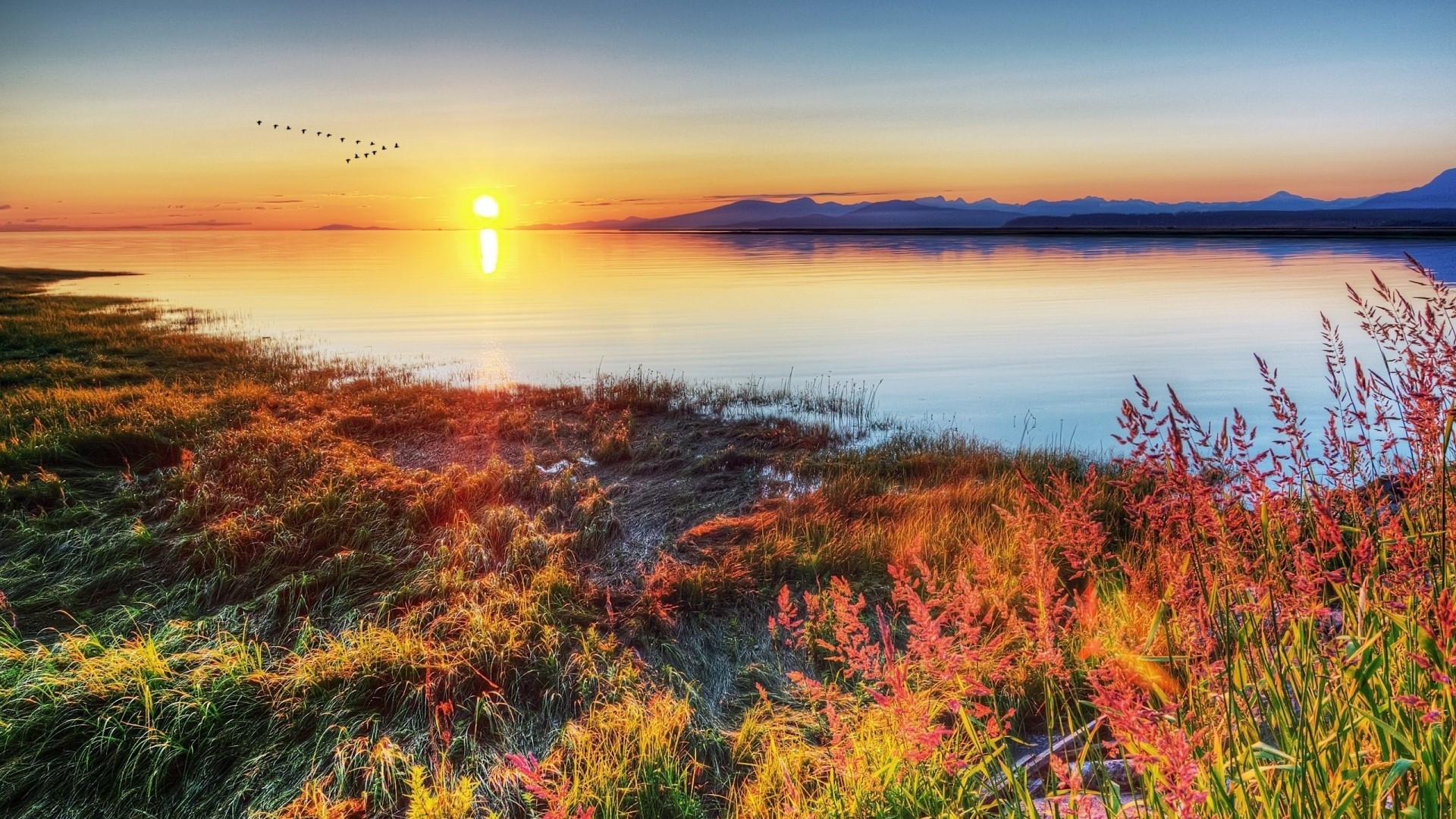 Birds flying over the sea at sunset HD Wallpaper