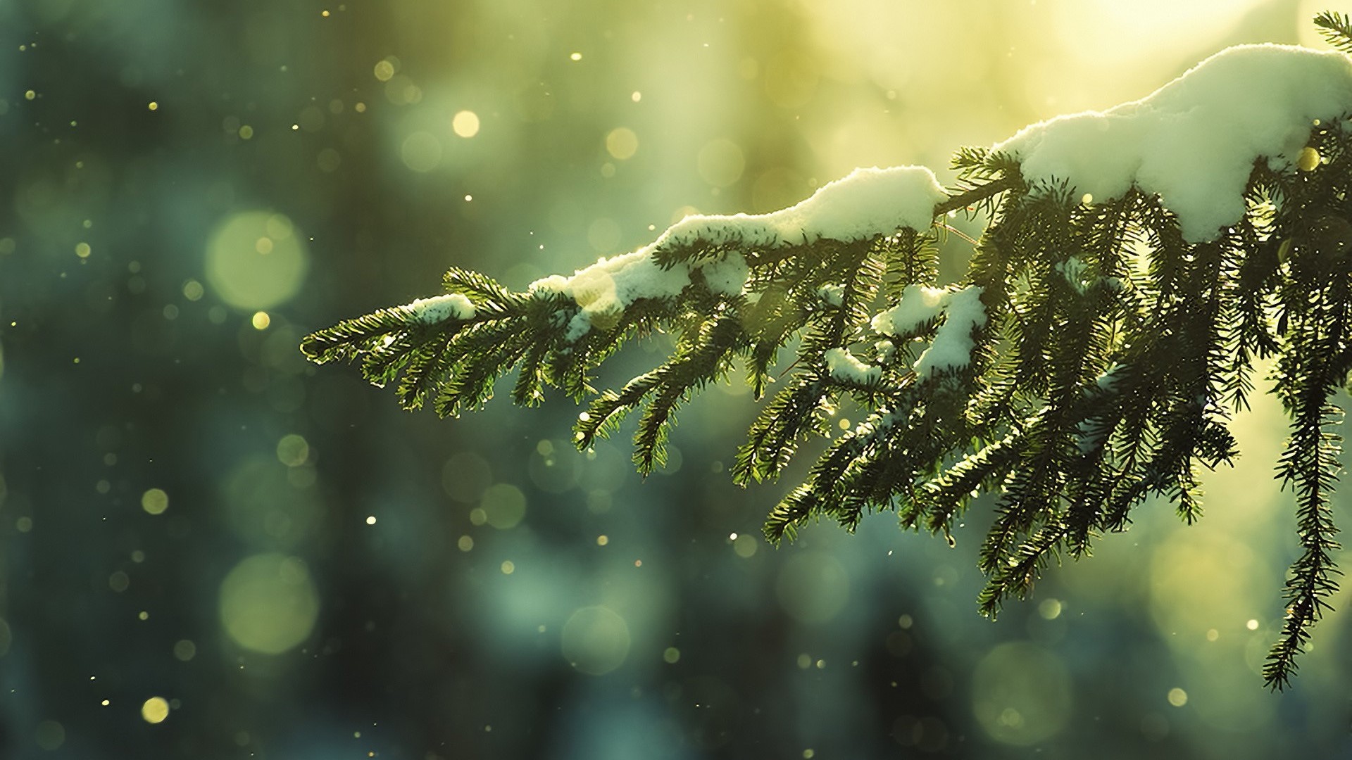 Snow-covered fir branch with bokeh HD Wallpaper