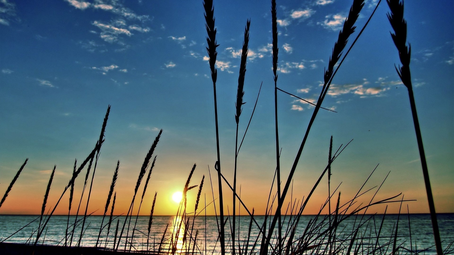 Beach Grass Silhouettes at Sunrise HD Wallpaper