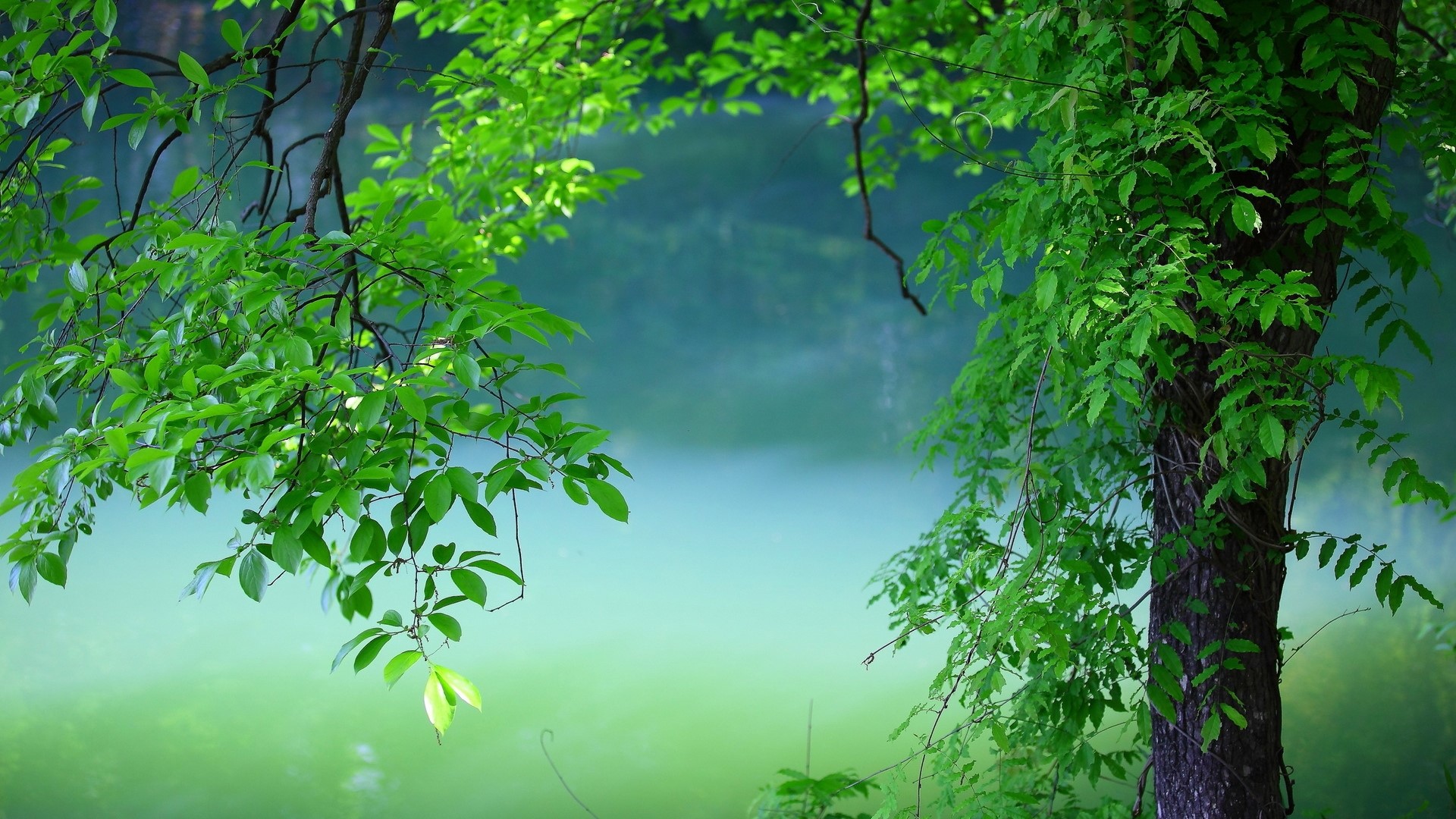 Green Leaves Overlooking Water HD Wallpaper
