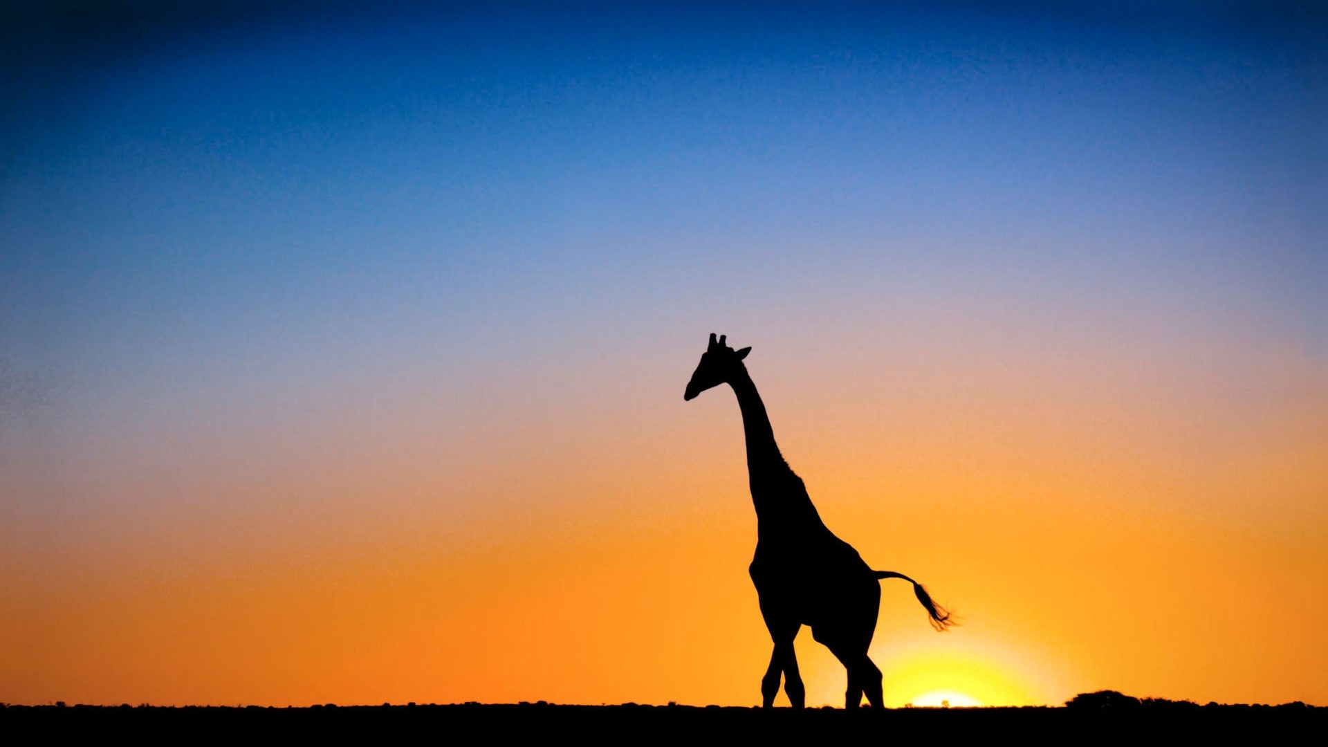 Silhouette of a giraffe at sunset HD Wallpaper
