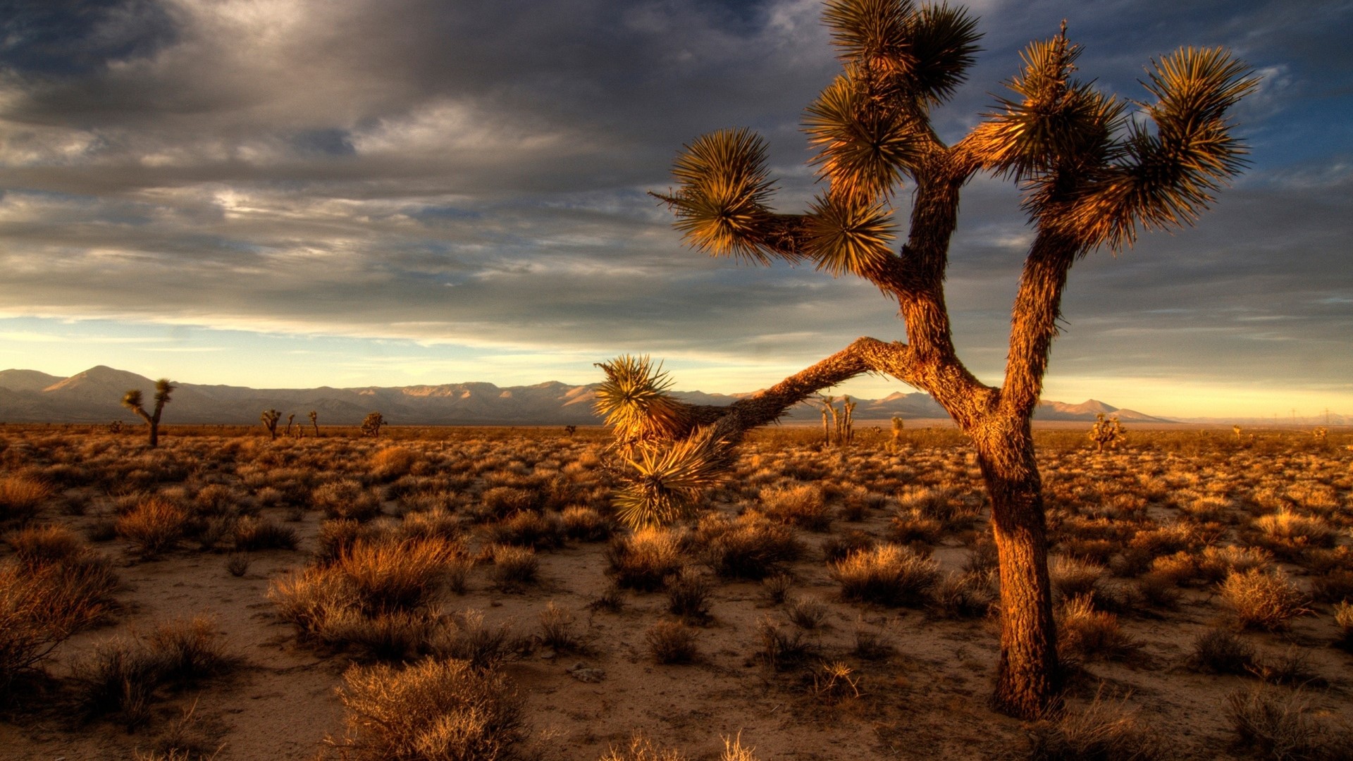 Joshua Tree Desert Landscape at Sunset HD Wallpaper
