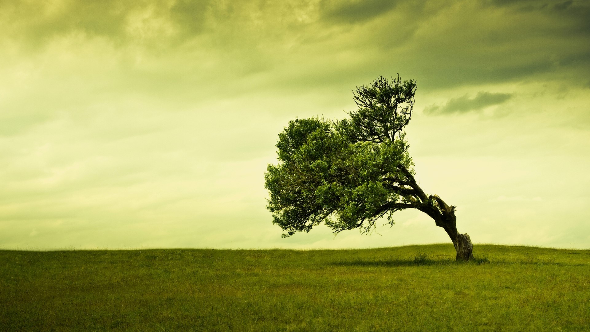 Bent tree in a green field under a cloudy sky HD Wallpaper