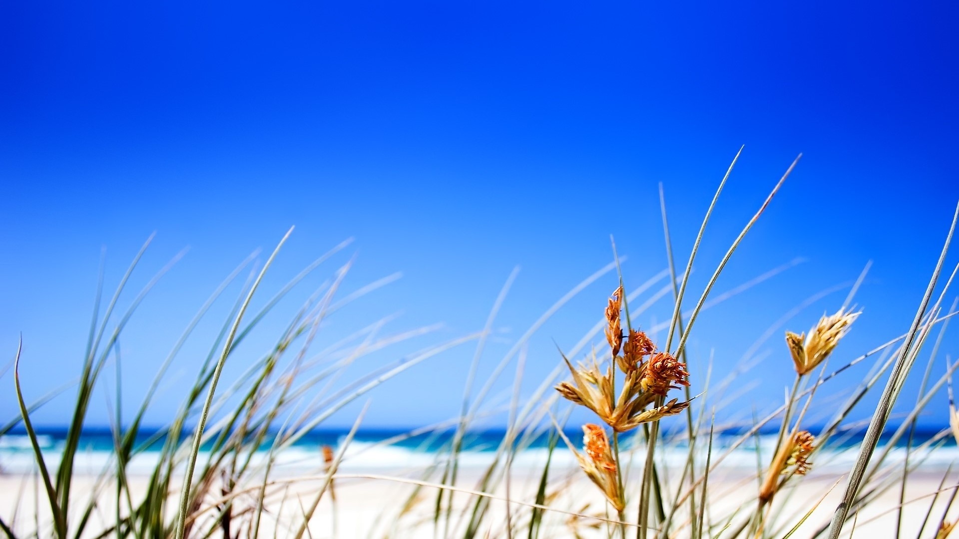 Beach Grass and Blue Sky HD Wallpaper