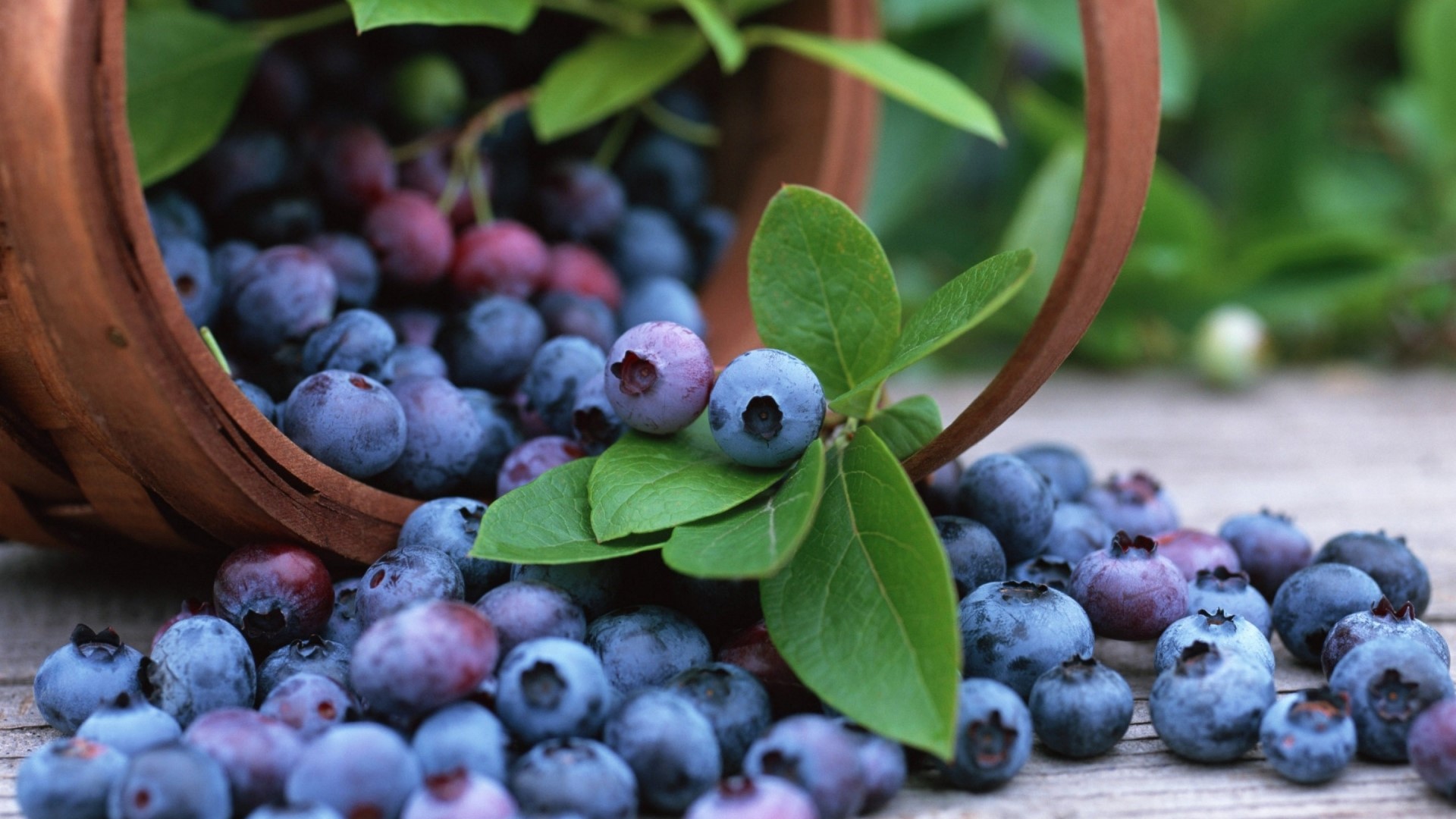 Blueberries spilling from a basket with green leaves HD Wallpaper