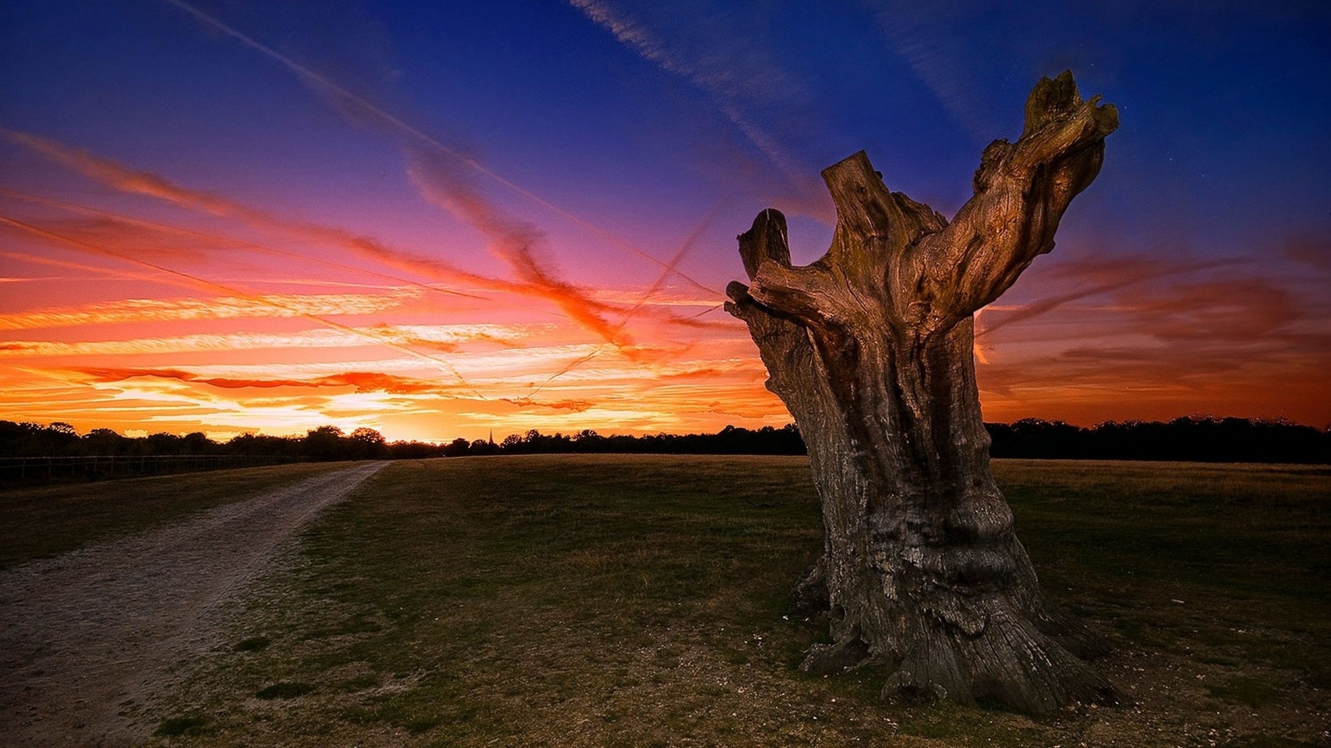Dead tree at sunset with colorful sky HD Wallpaper