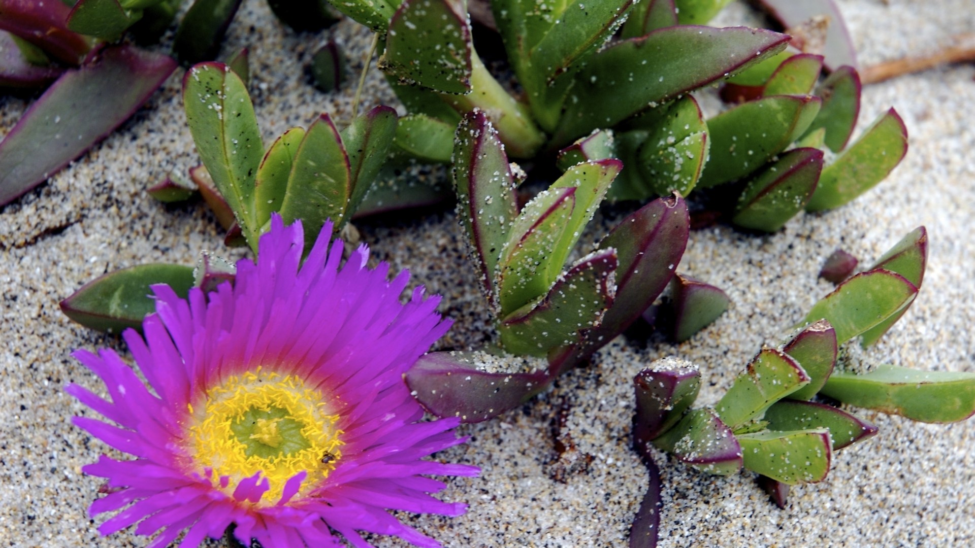 Purple Ice Plant flower on sandy coast HD Wallpaper