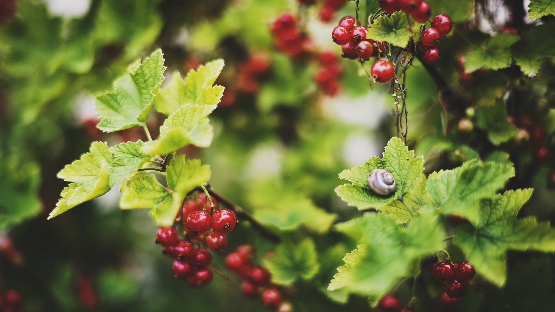 Snail on Red Currant Leaves and Fruits HD Wallpaper