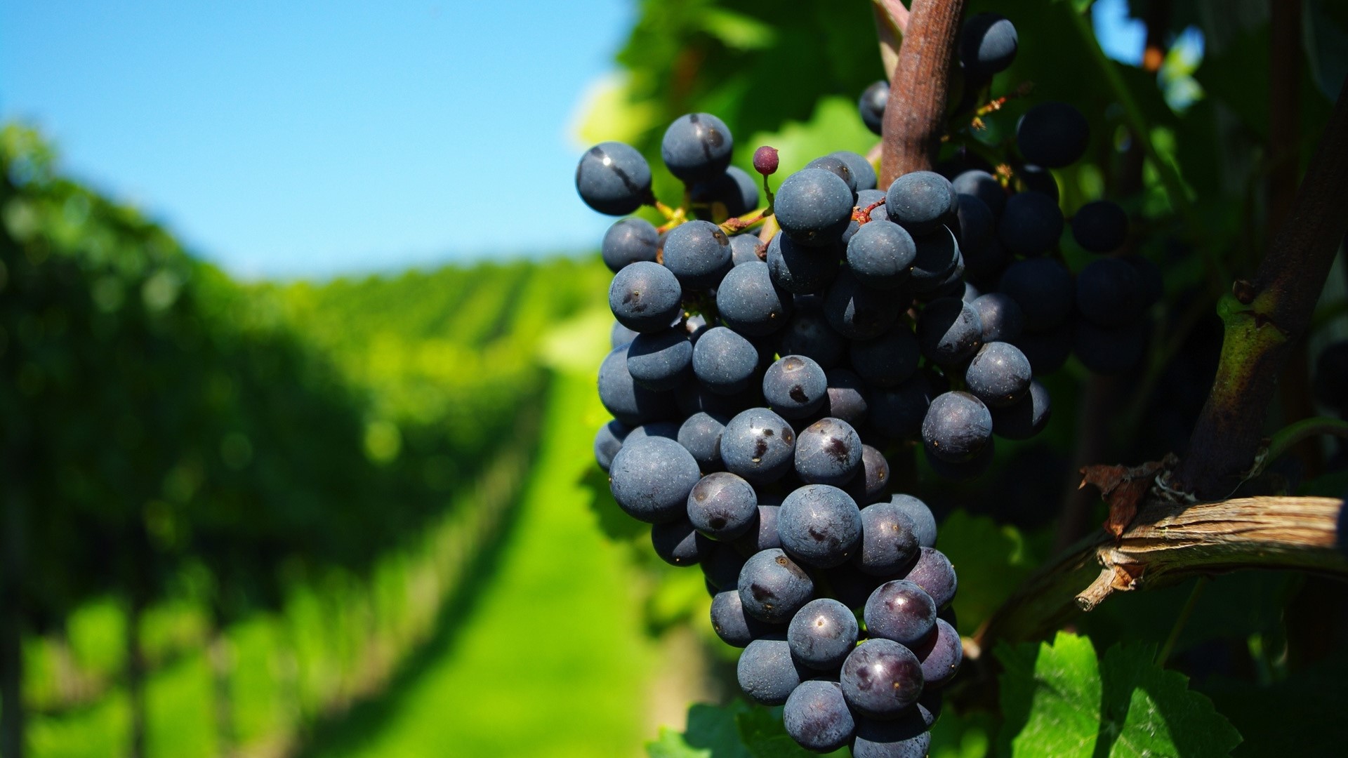 Grapes on the Vine HD Wallpaper