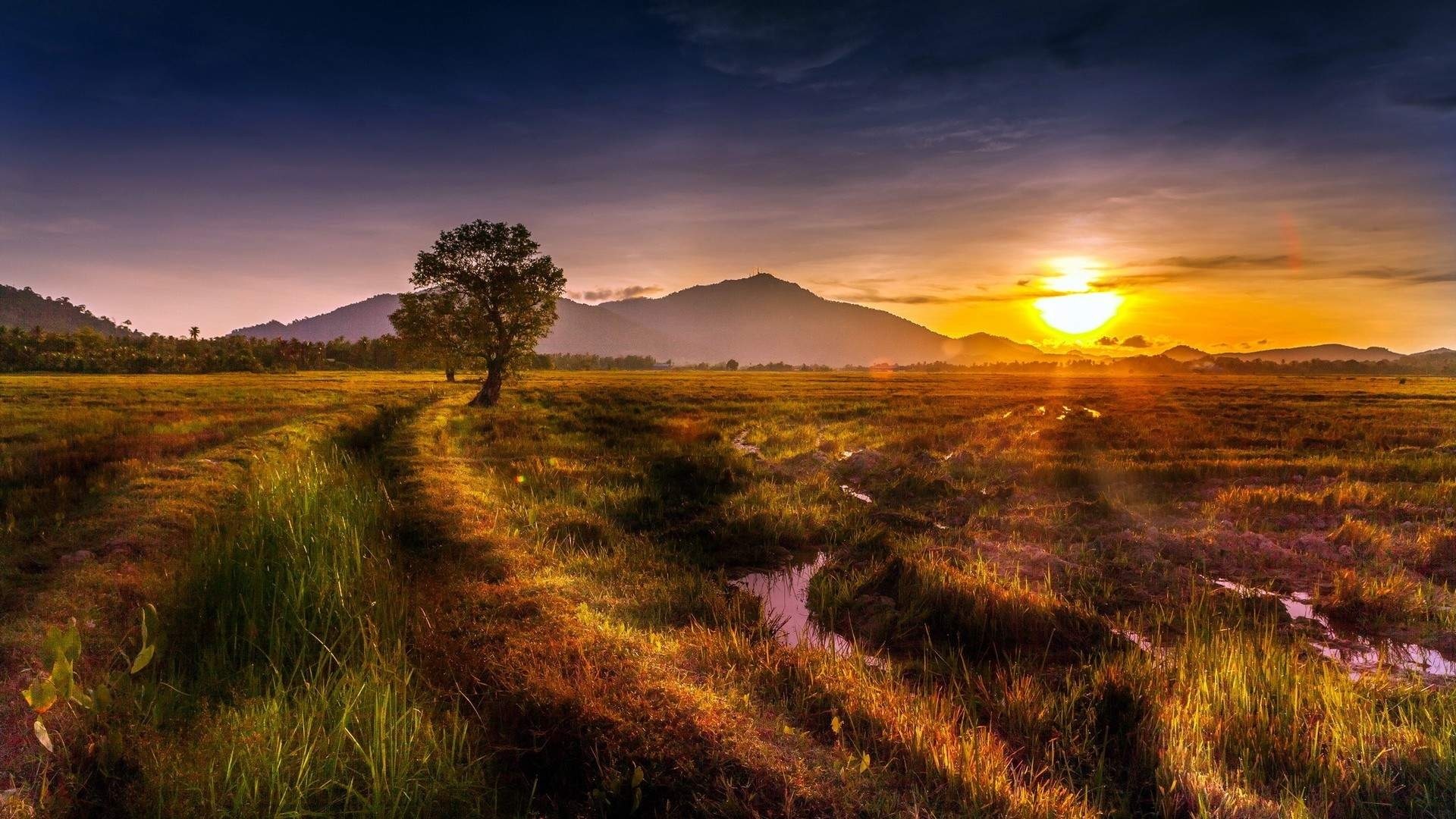 Field at Sunrise with Mountains HD Wallpaper