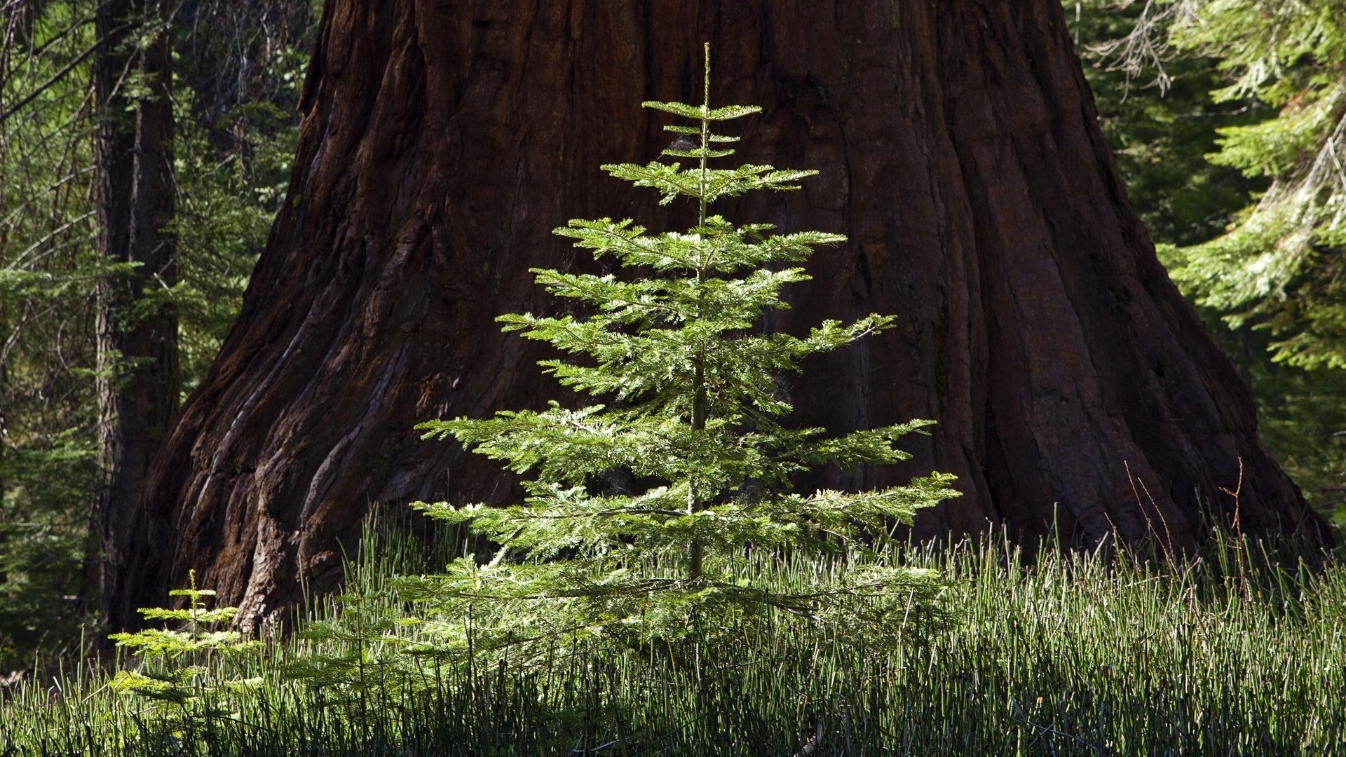 Young Pine Tree in front of Giant Redwood Tree HD Wallpaper