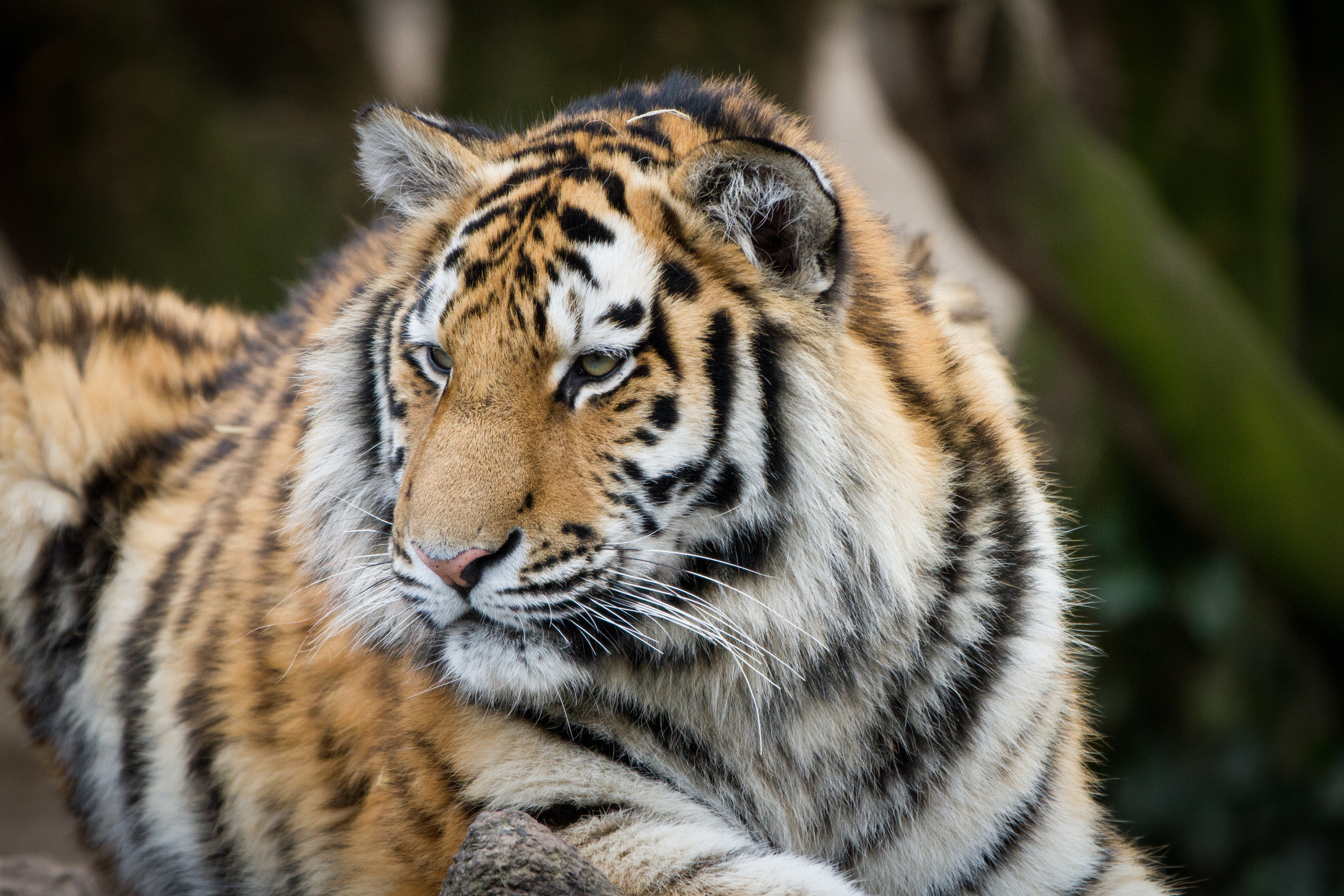 Tiger in a Zoo 4K HD Wallpaper