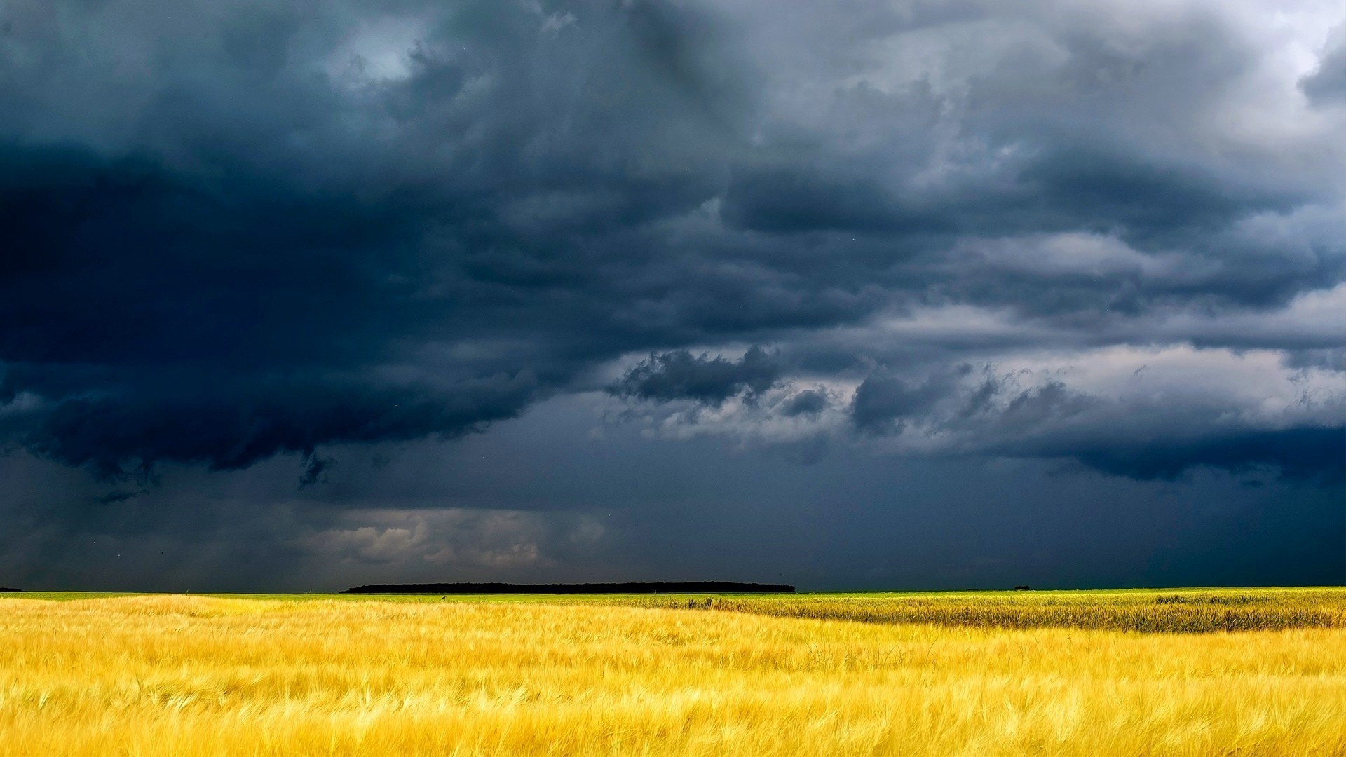 Golden field under dark storm clouds HD Wallpaper