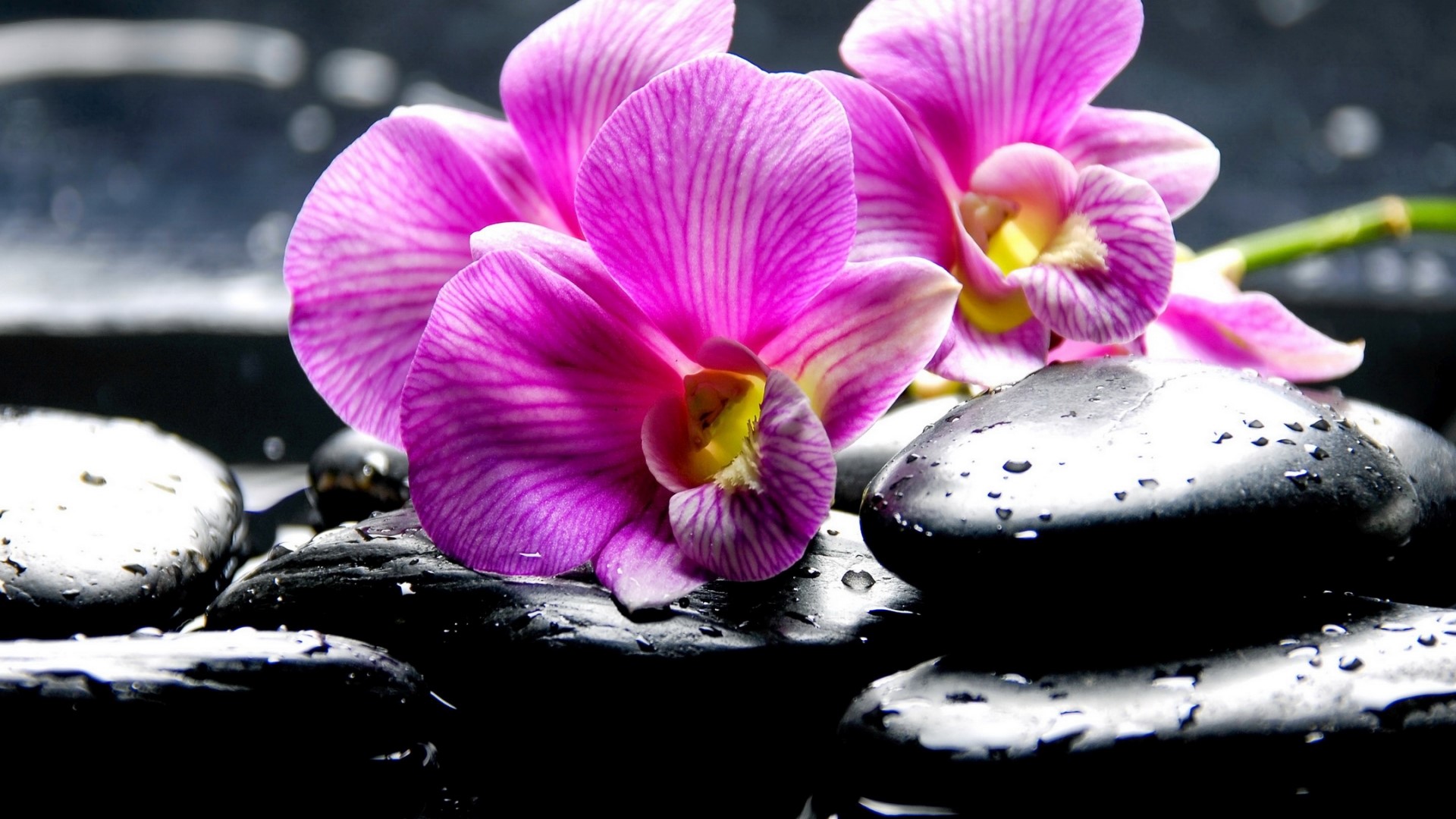 Pink Orchids on Wet Black Stones HD Wallpaper