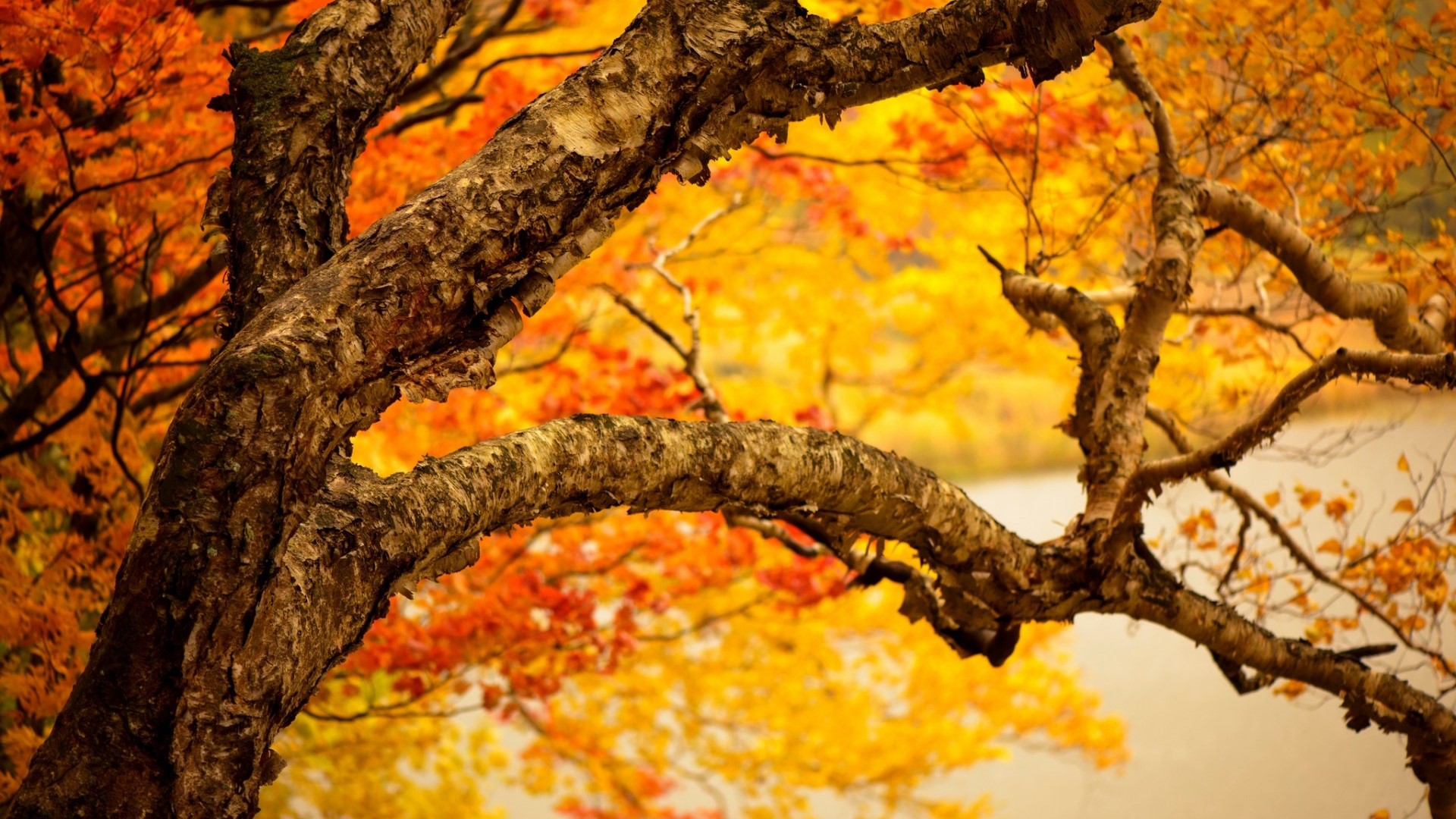 Yellow Autumn Tree Branches HD Wallpaper