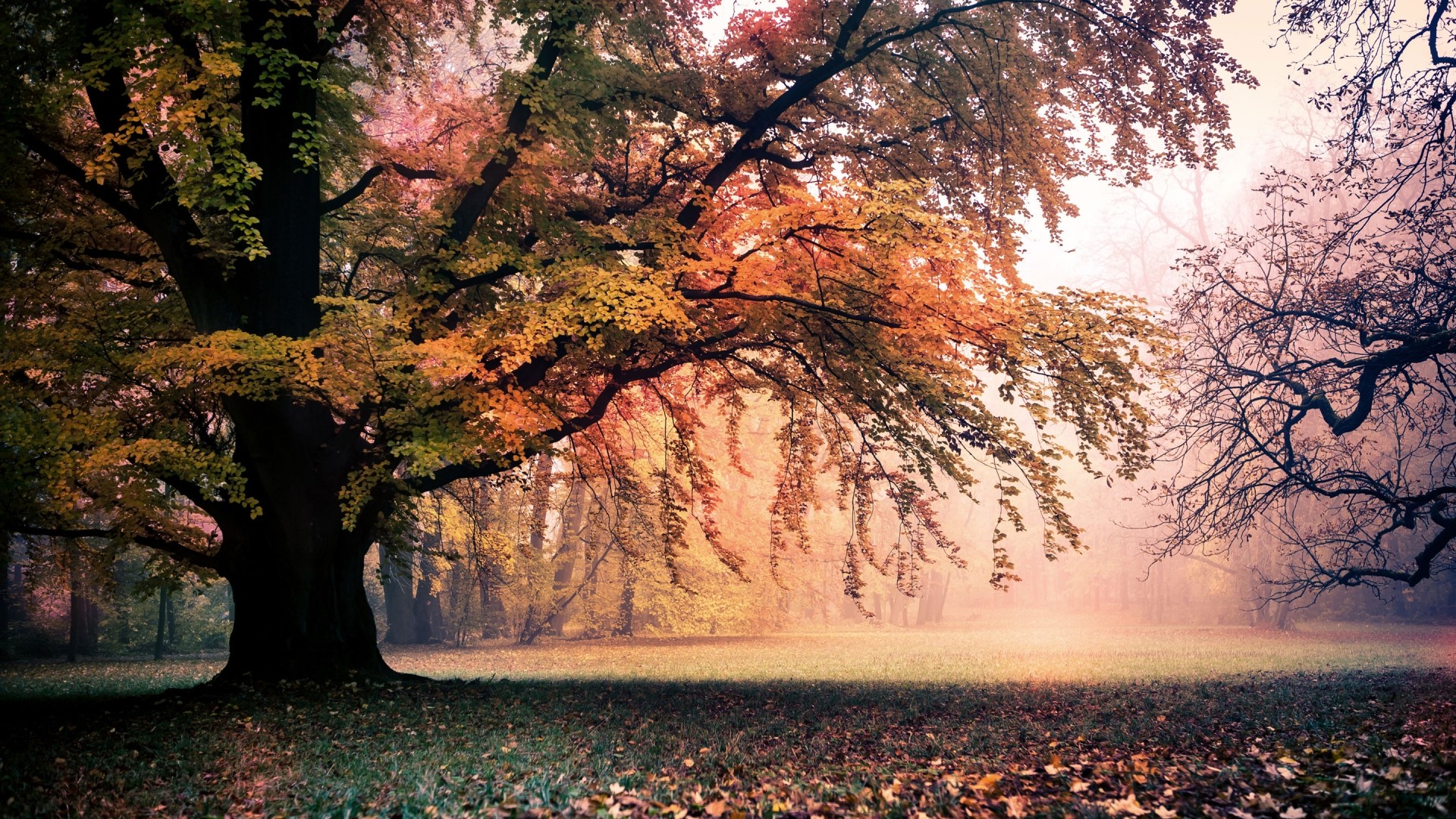 Autumn landscape with large tree and fog HD Wallpaper