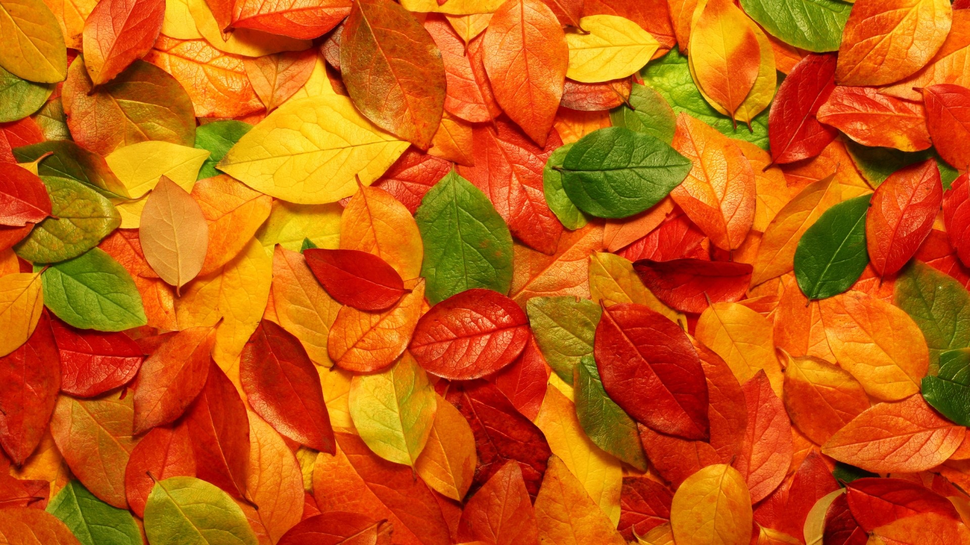 Fall Leaves in Various Colors HD Wallpaper