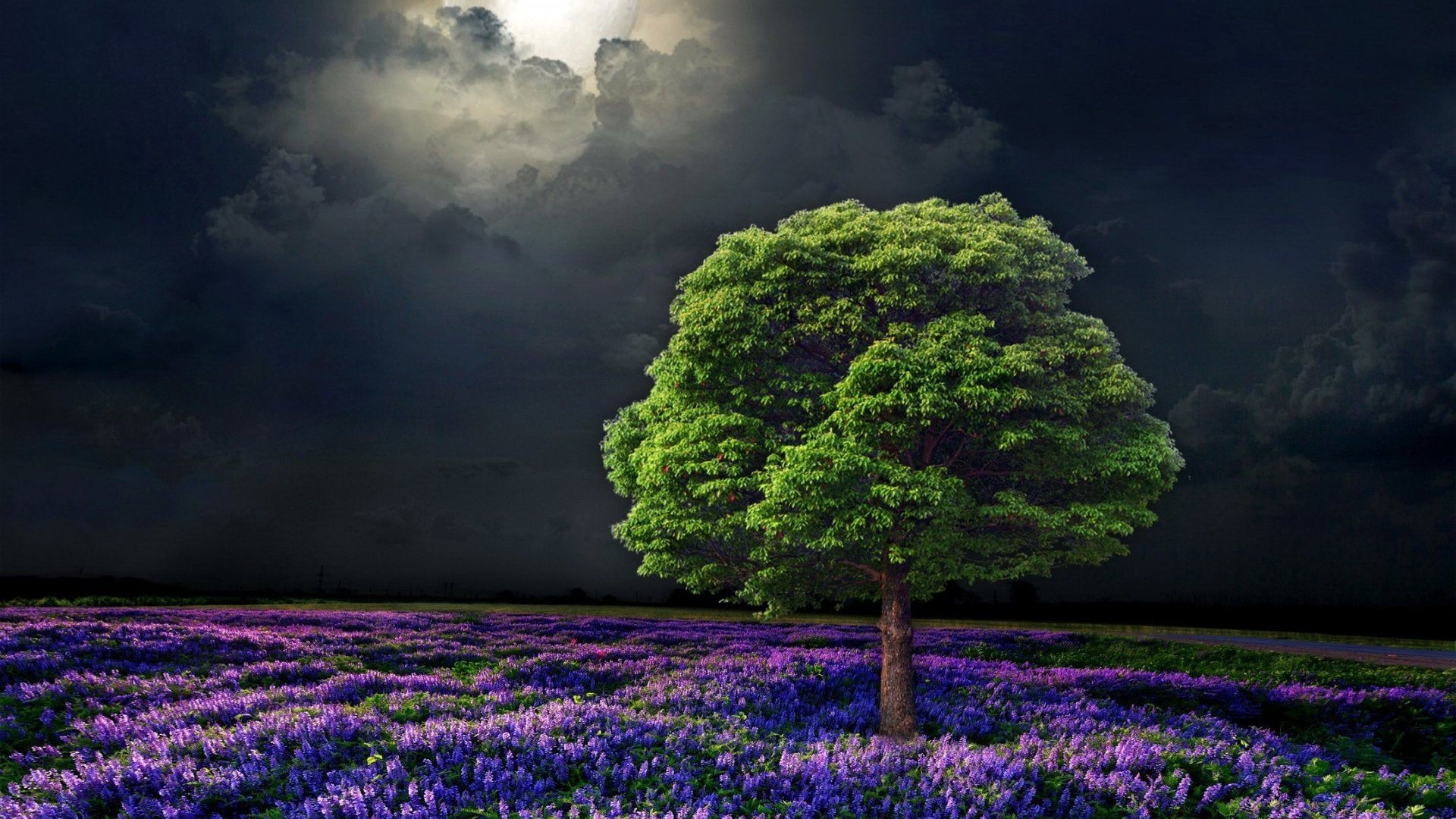 Tree in a field of purple flowers under a cloudy sky HD Wallpaper