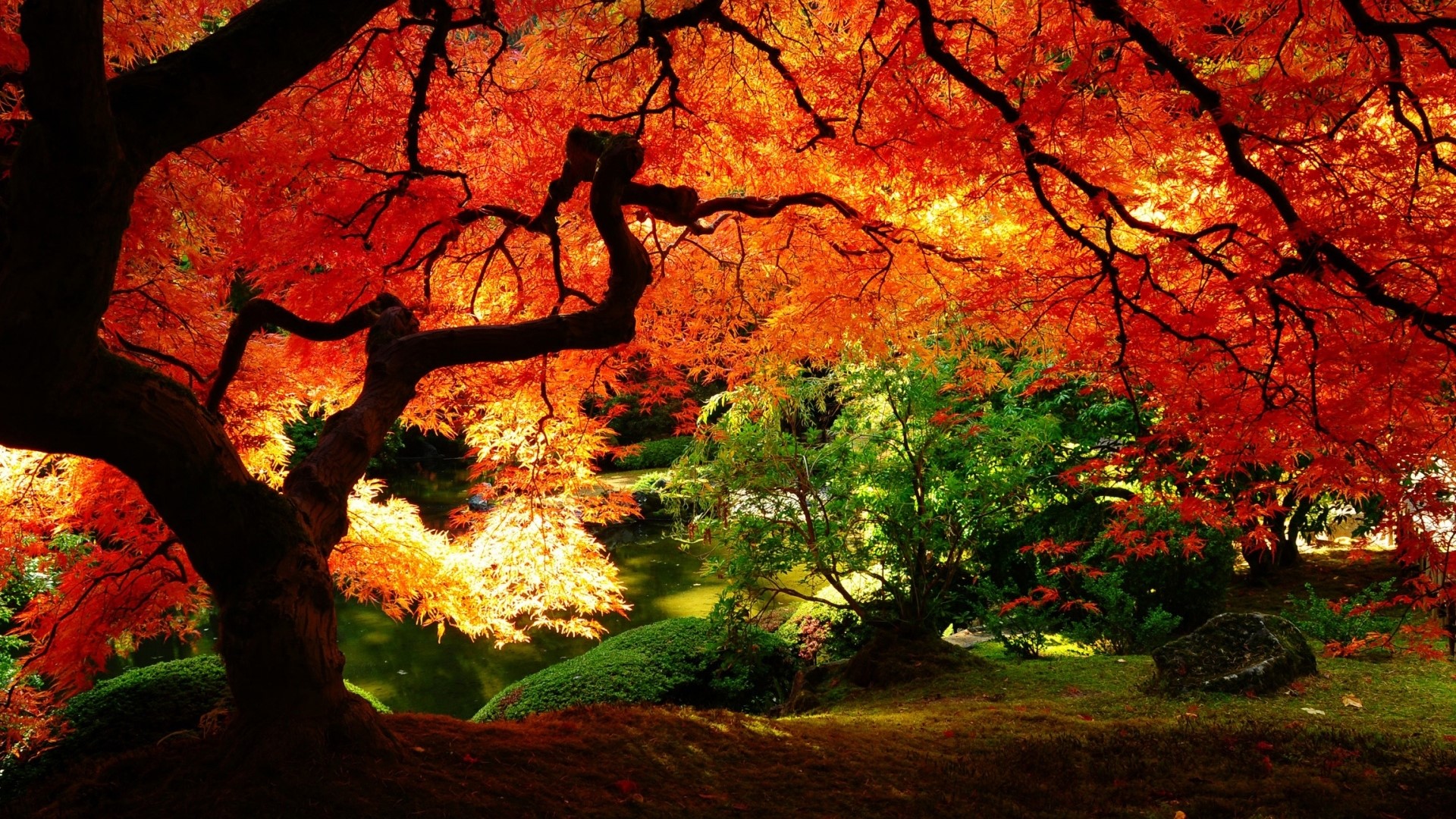 Autumn Japanese Maple Tree by Pond HD Wallpaper