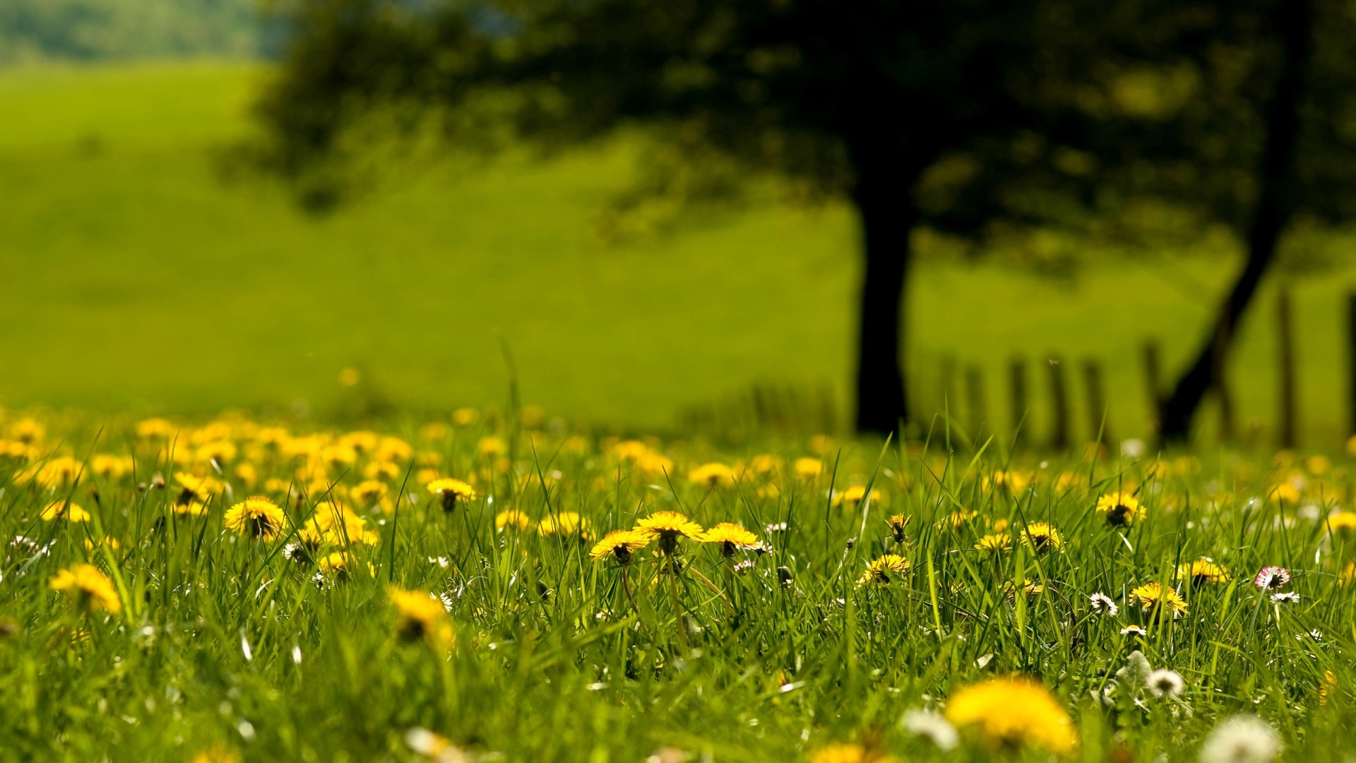 Field of dandelions and green grass with trees HD Wallpaper
