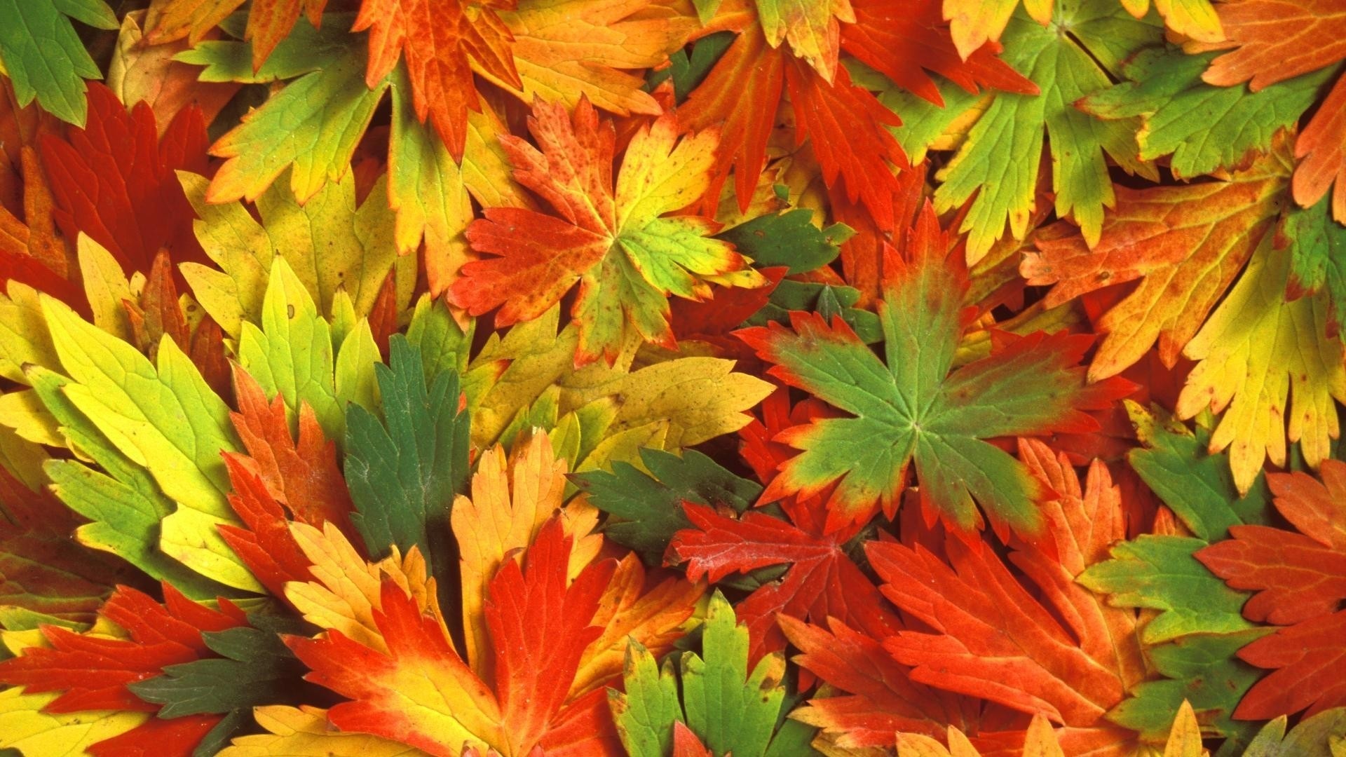 Colorful Fall Leaves HD Wallpaper