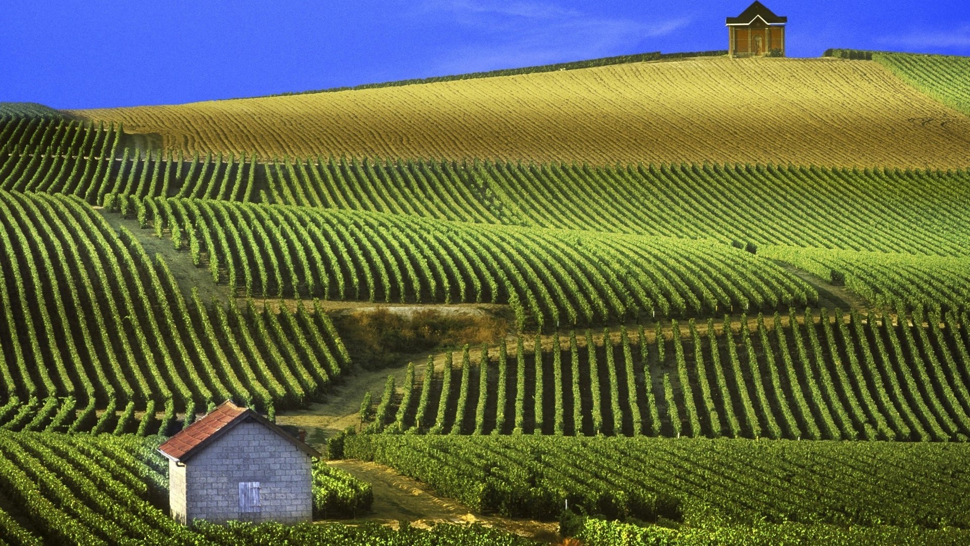 Vineyards in Champagne, France HD Wallpaper