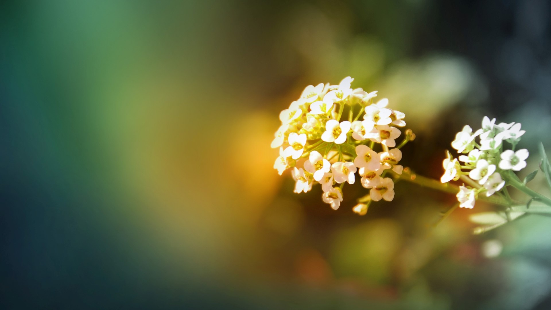 Close-up of white flowers with blurred background HD Wallpaper