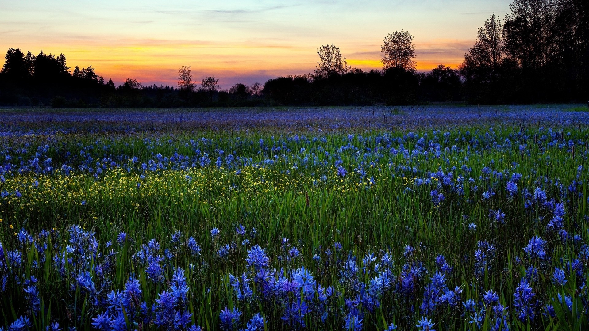 Field of Blue Wildflowers at Sunset HD Wallpaper