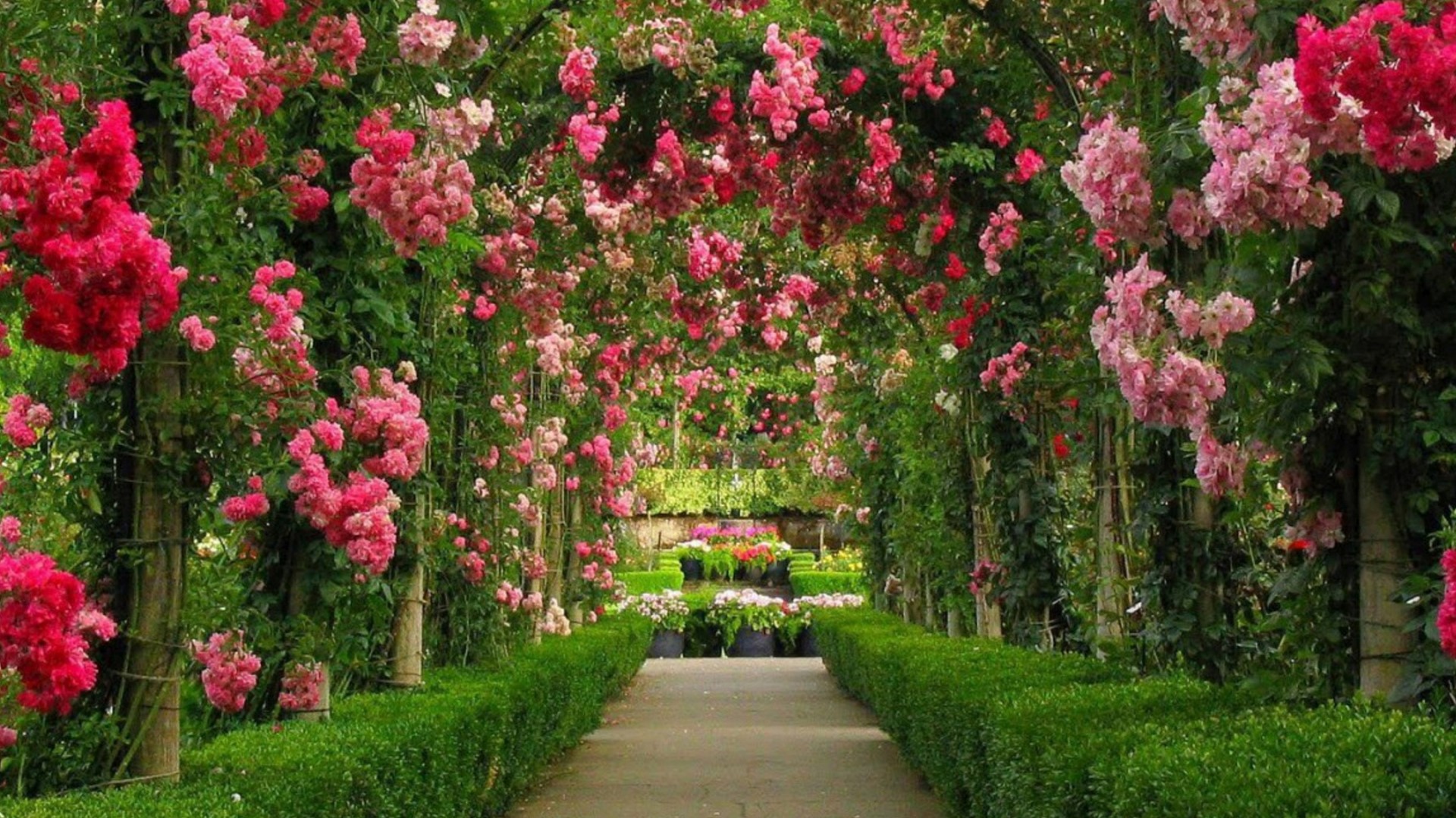 Flower-lined garden path with rose bushes HD Wallpaper