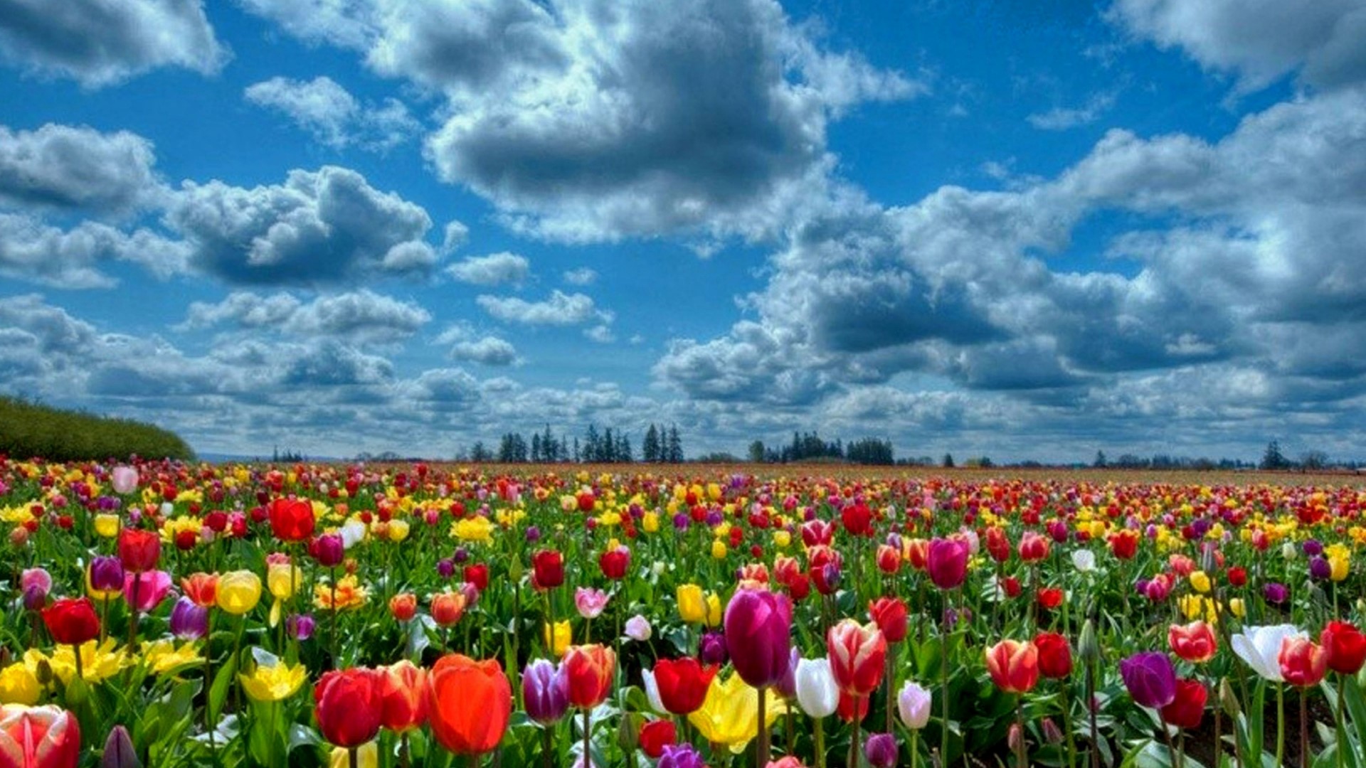 Field of Colorful Tulips Under a Cloudy Sky HD Wallpaper