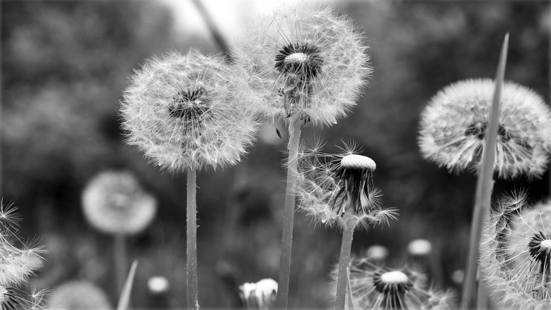 Close up of dandelions HD Wallpaper