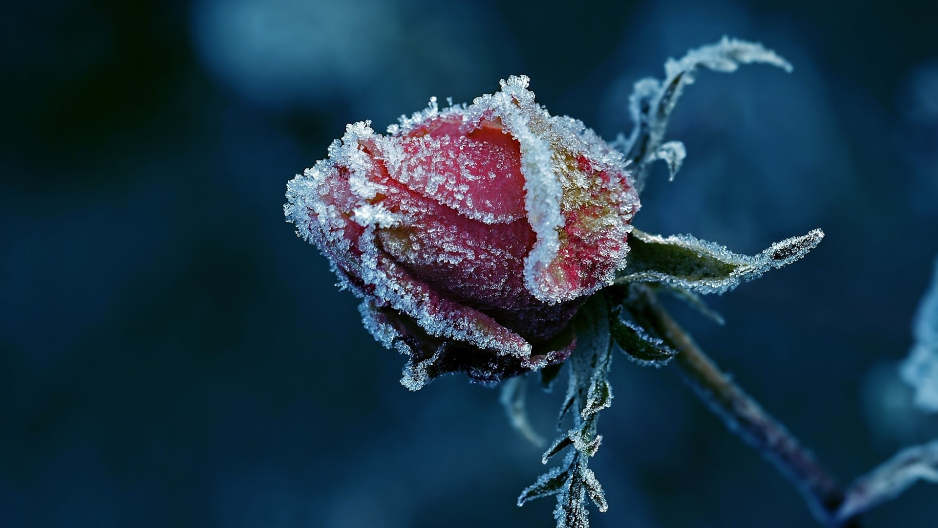 Frozen Rose with Frost HD Wallpaper