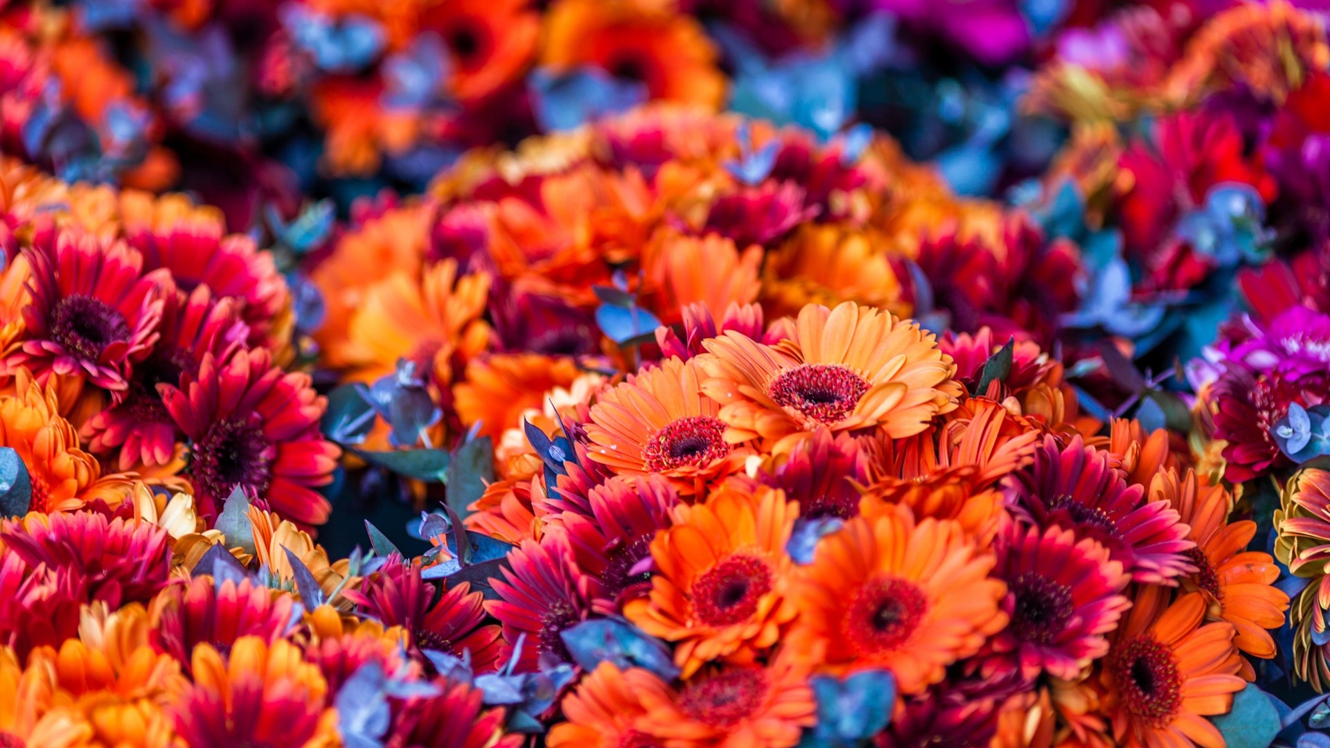 Colorful gerbera daisies with blurred background HD Wallpaper