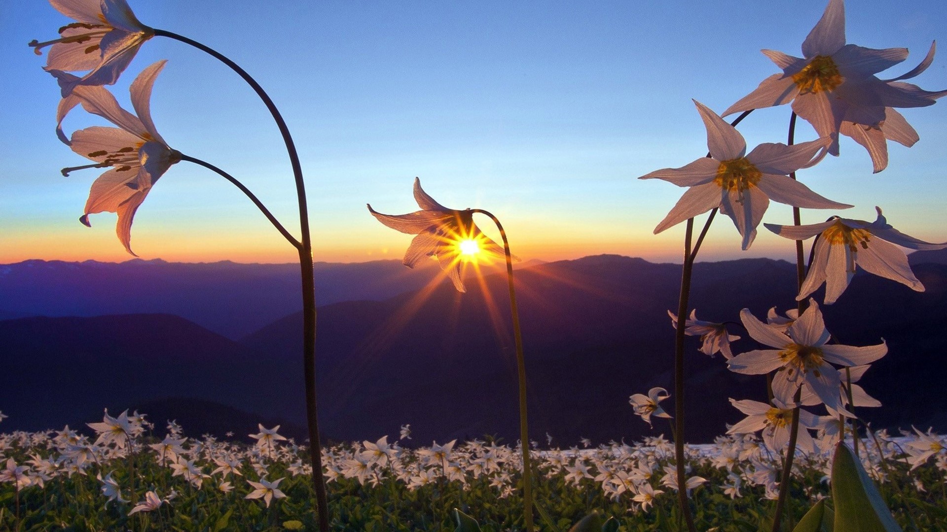 White flowers at sunrise over mountains HD Wallpaper