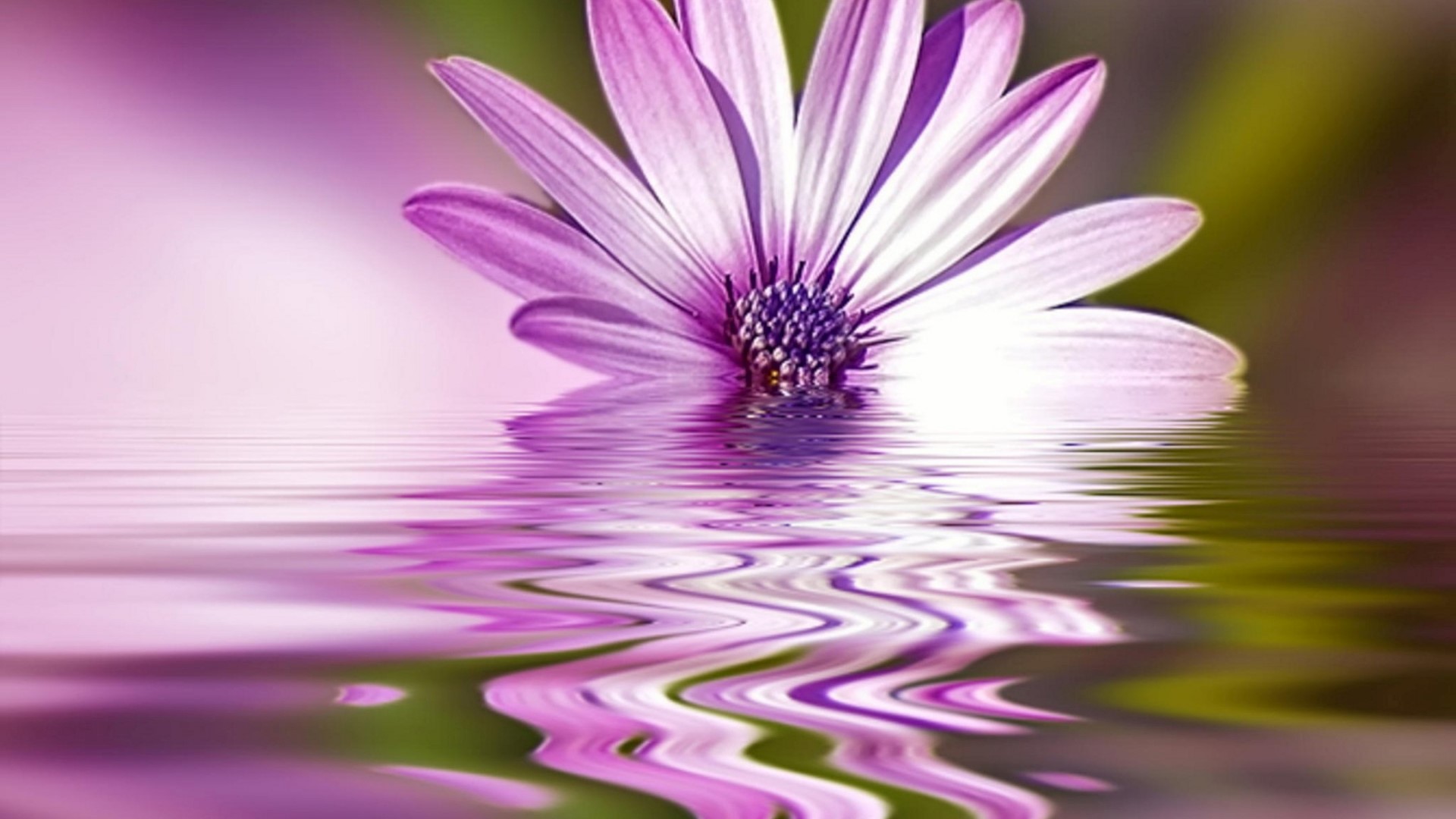 Purple flower floating on water HD Wallpaper