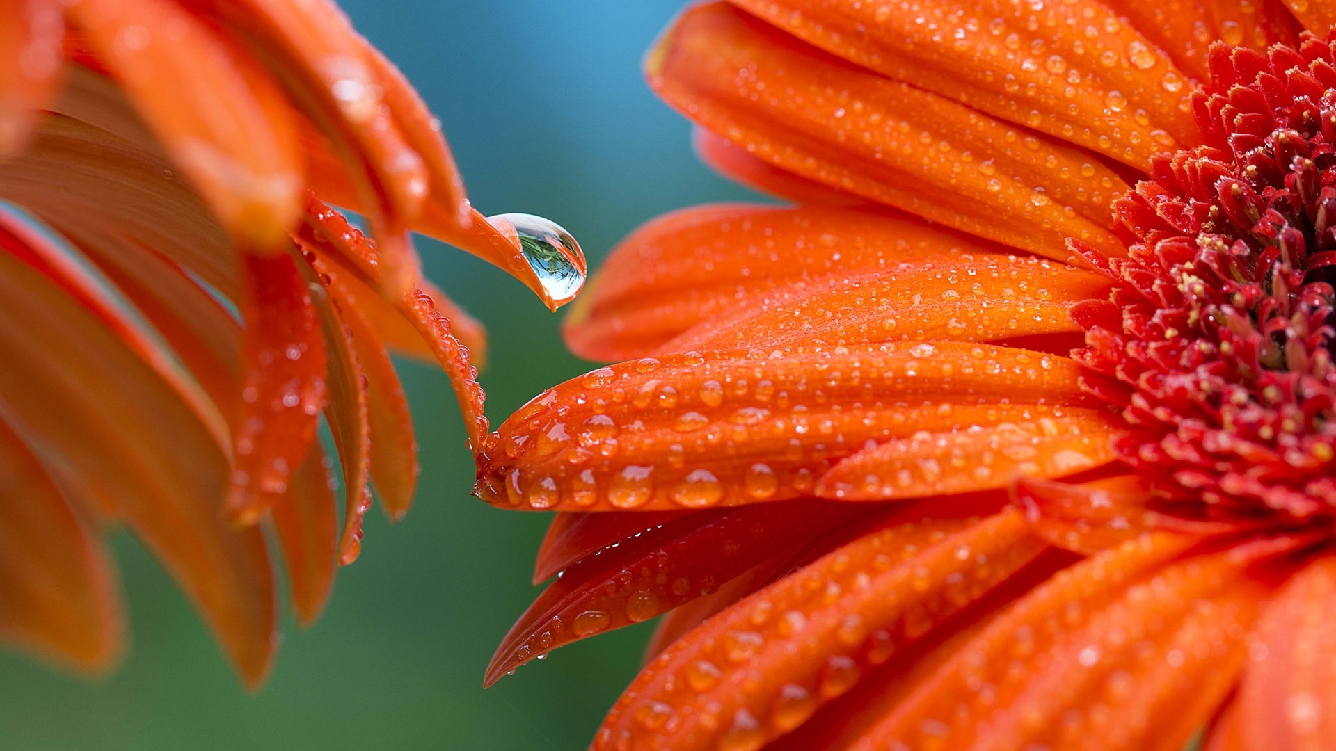 Orange Gerbera Flowers with Water Drops HD Wallpaper