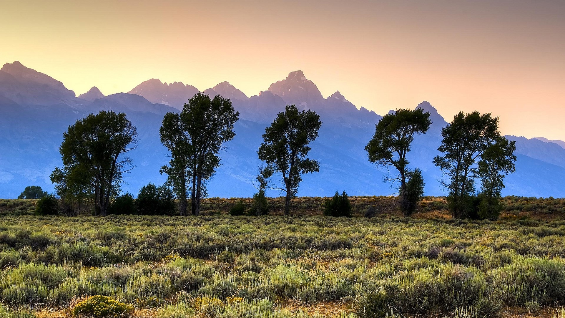 Trees in front of the Teton Mountains at sunrise HD Wallpaper