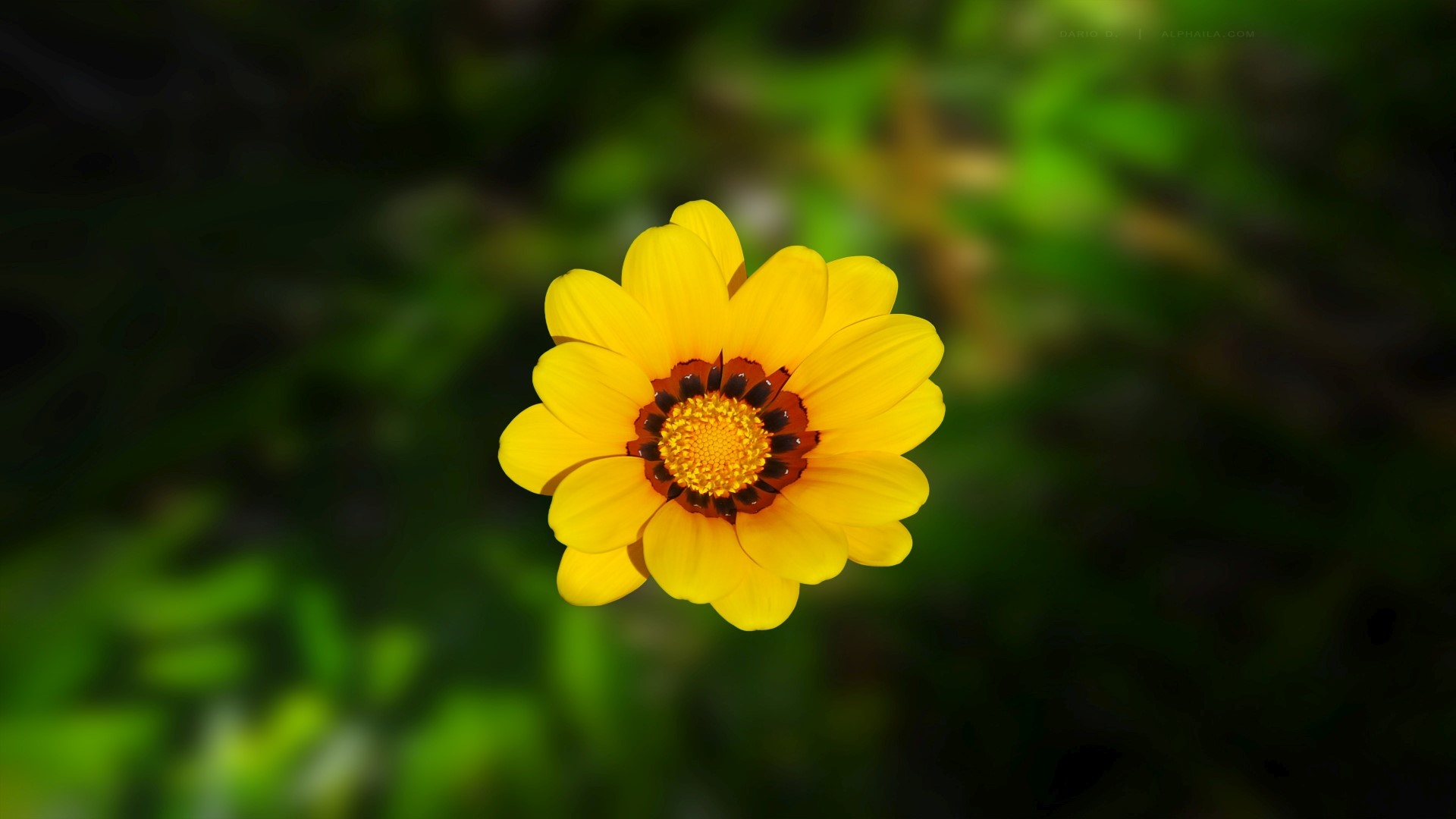 Yellow flower with dark center HD Wallpaper