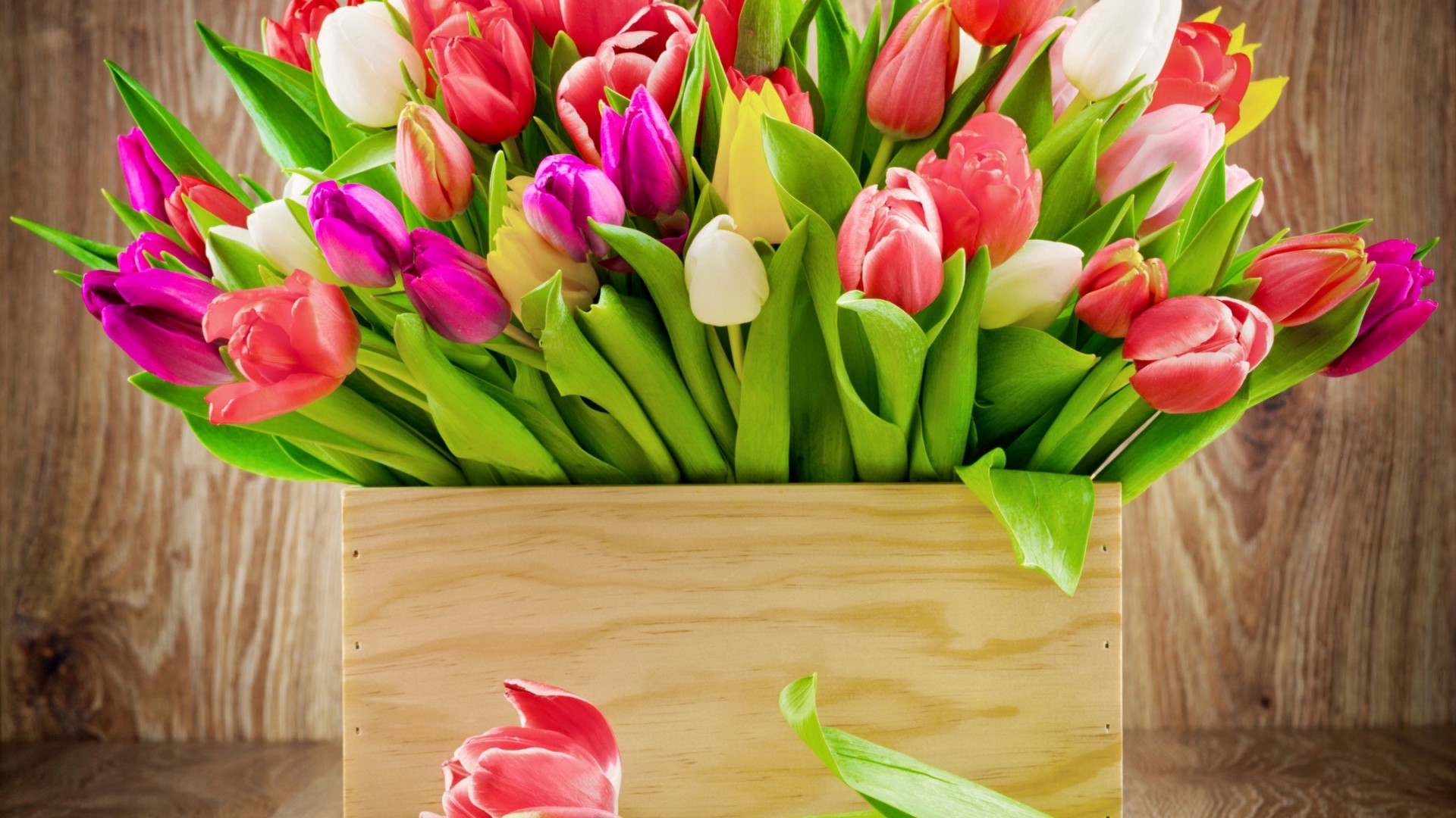 Colorful Tulips in a Wooden Box HD Wallpaper