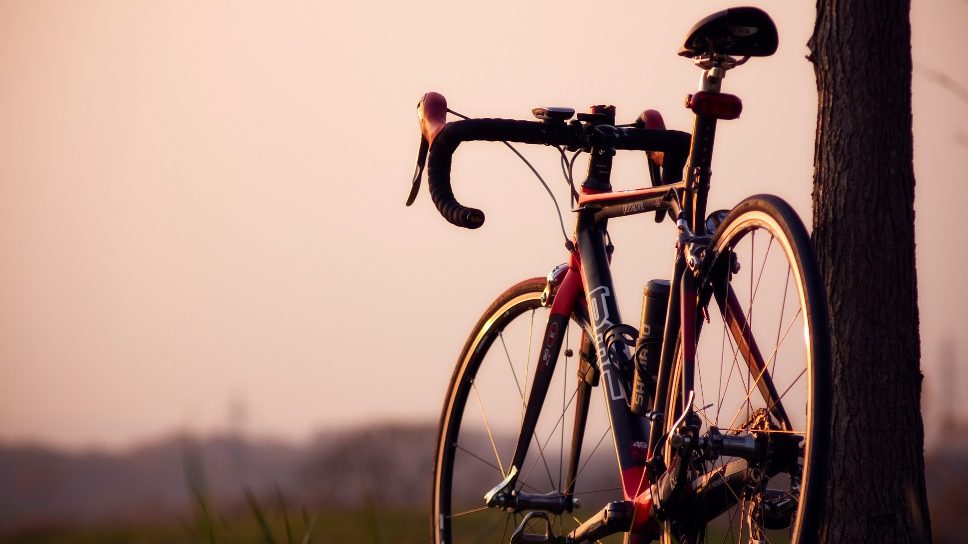 BMC Pro Machine Road Bike Leaning Against Tree HD Wallpaper