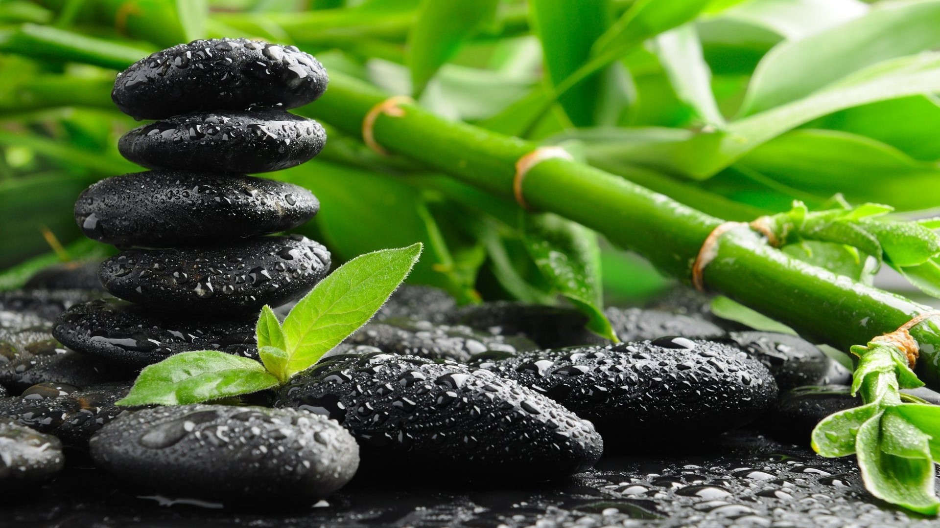 Bamboo and black stones with water droplets HD Wallpaper