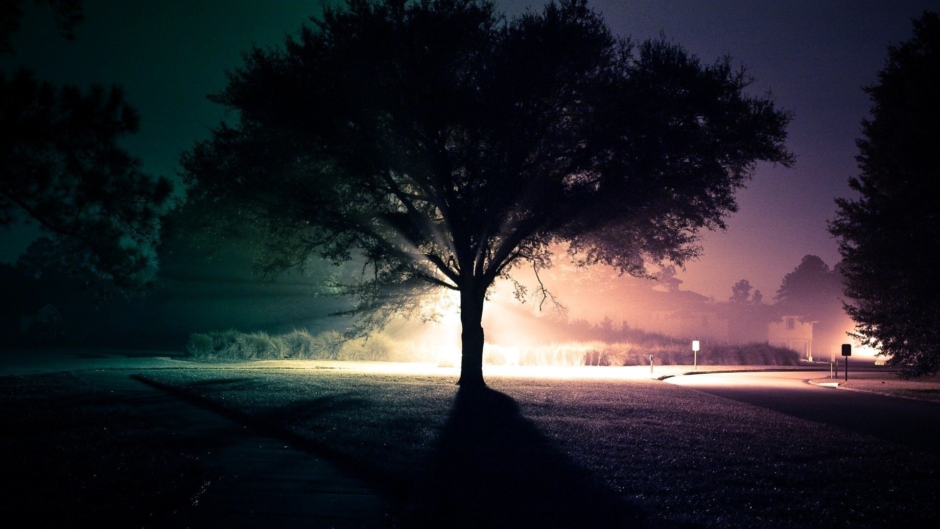 Tree with light rays at twilight HD Wallpaper