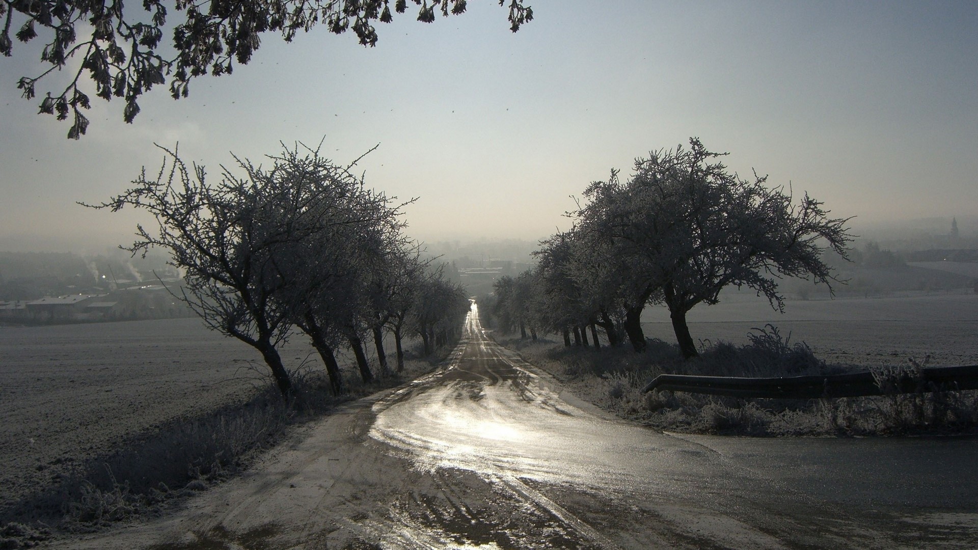Frosty trees line a wet road in winter HD Wallpaper
