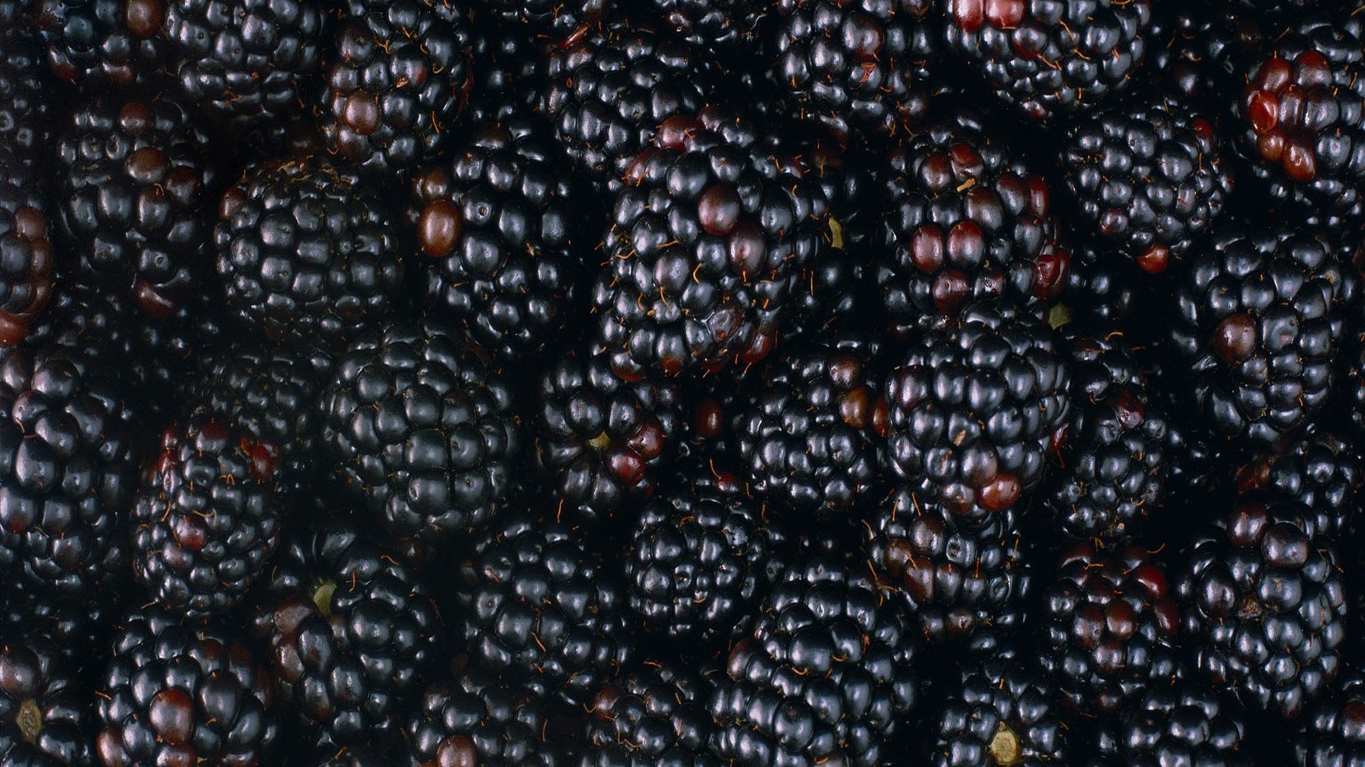 Close-up of fresh blackberries HD Wallpaper