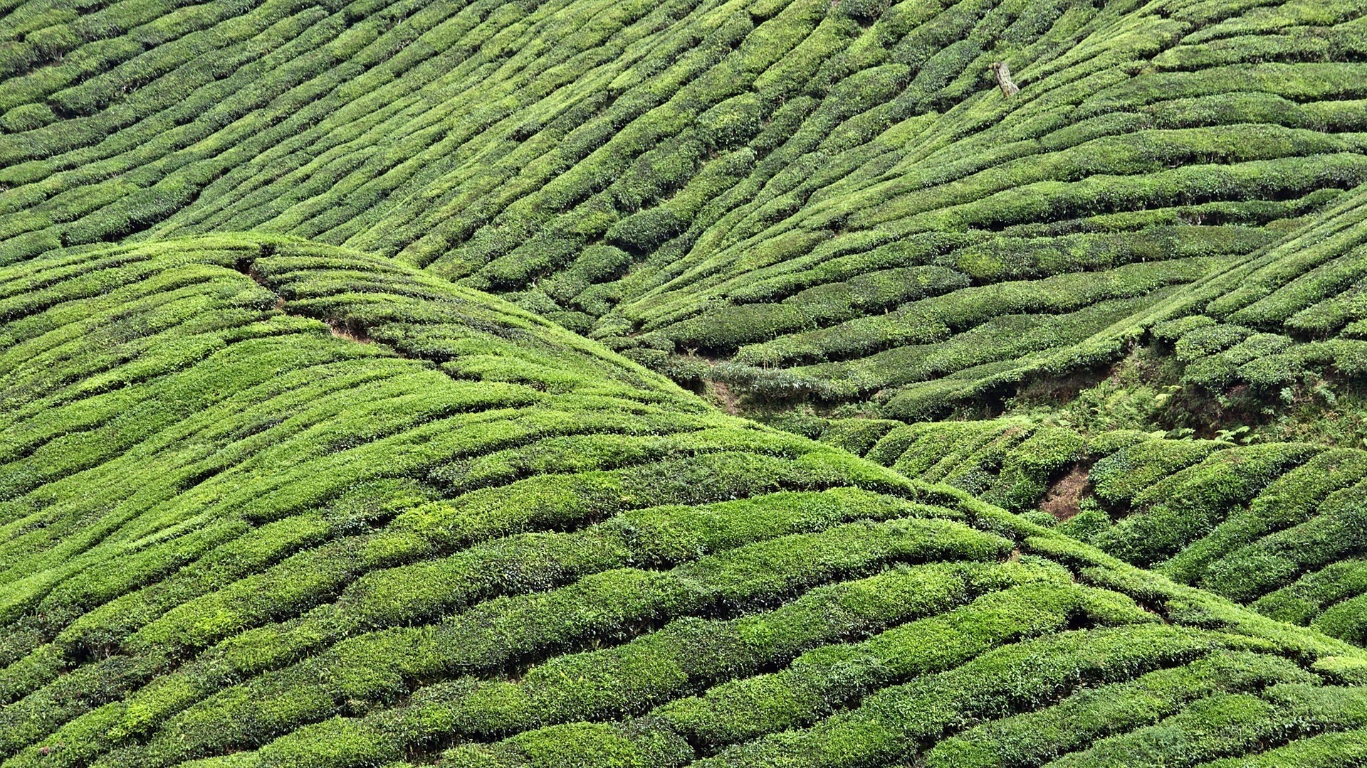 Terraced green tea plantation on rolling hills HD Wallpaper